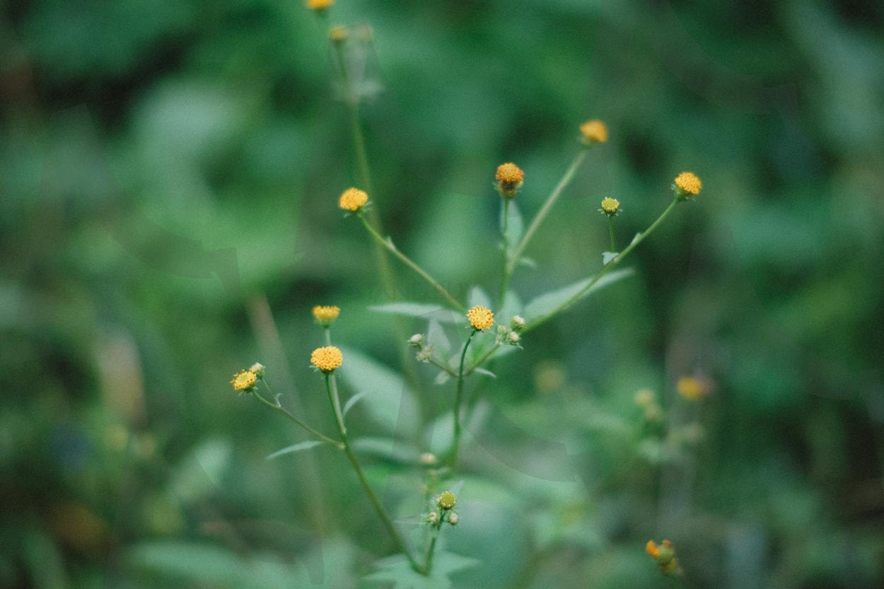 도깨비바늘 | 필름사진, 도깨비바늘, 들꽃, 후지필름, 개비름, 중대가리풀, Bidens pilosa | 스탠바이 STANDBUY 디지털 콘텐츠
