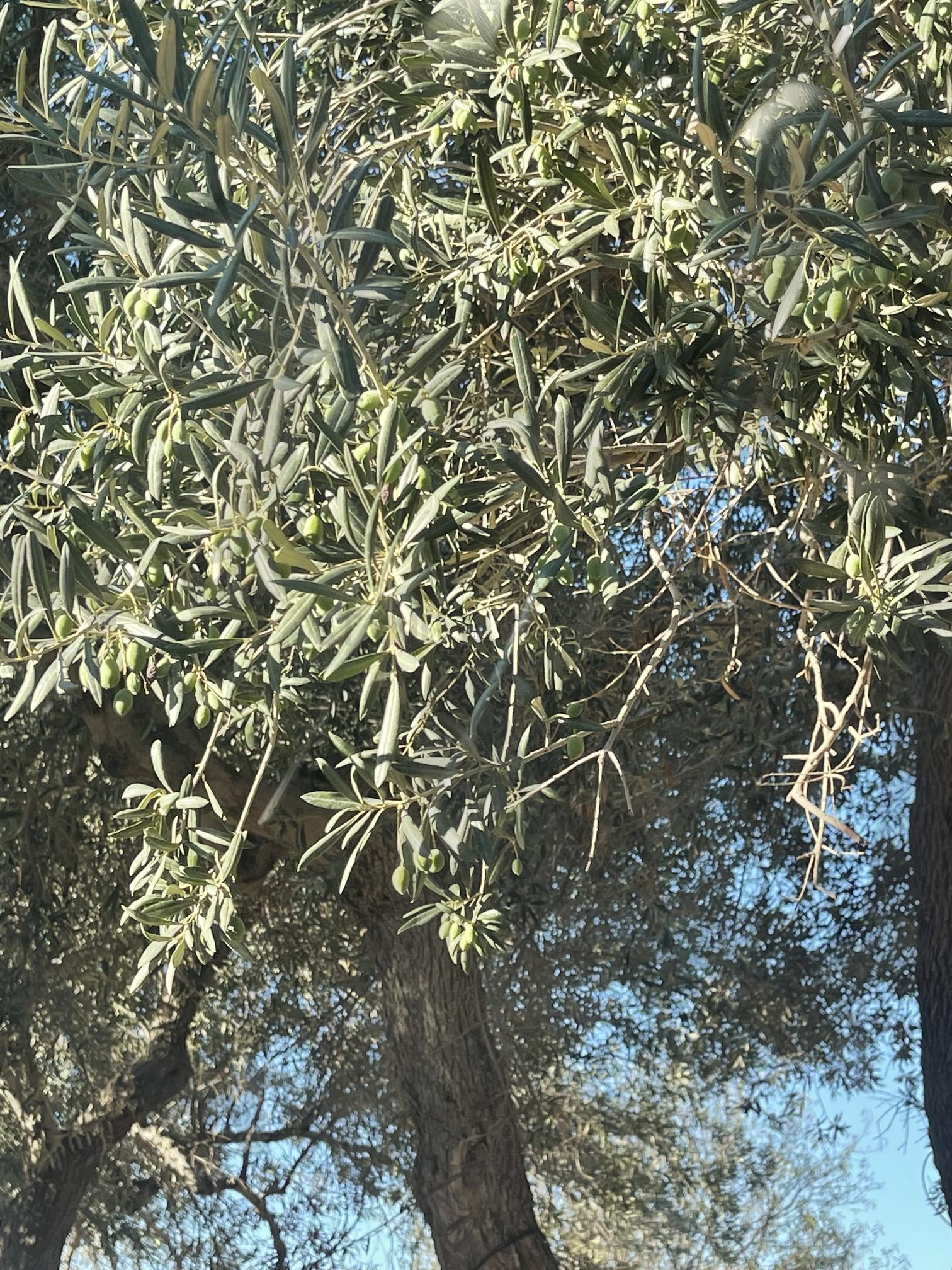 여행 | 여행, 그리스, 크레타섬, 올리브나무, 여름, 지중해 | 스탠바이 STANDBUY 디지털 콘텐츠