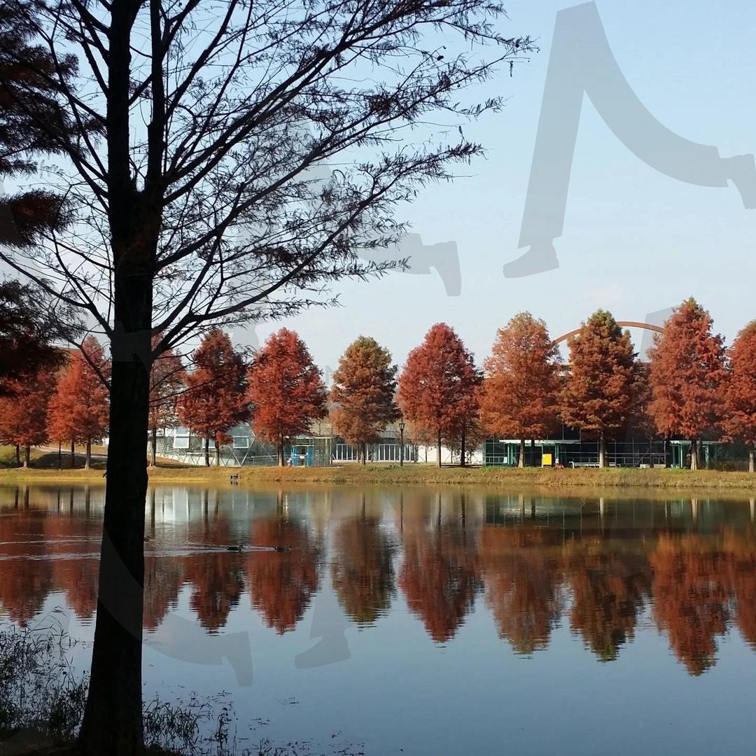 담양 메타세콰이어2(가을) | 담양, 가을, 메타세콰이어, 여행, Fall | 스탠바이 STANDBUY 디지털 콘텐츠