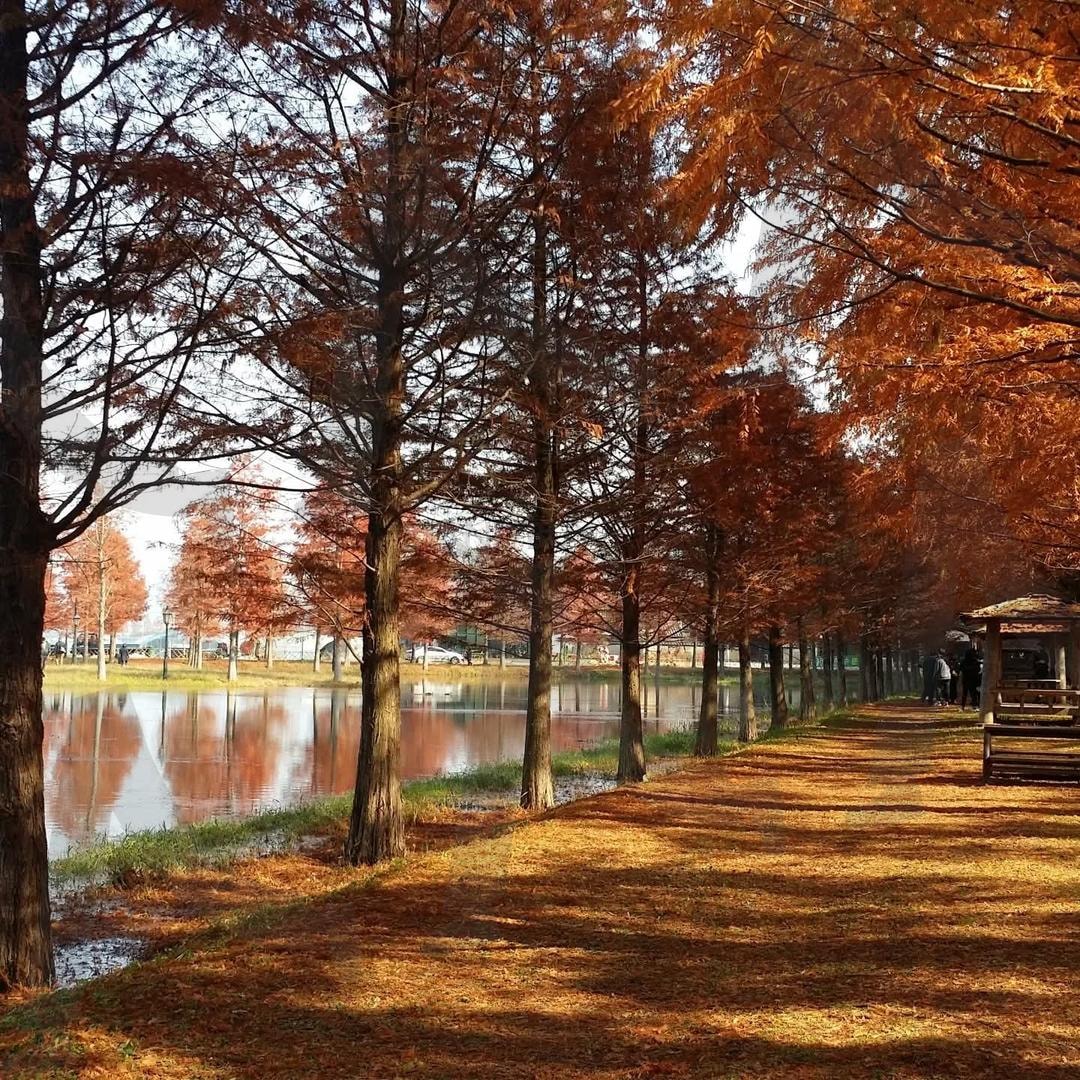 담양 메타세콰이어1(가을) | 가을, 담양, 메타세콰이어, Fall, 여행 | 스탠바이 STANDBUY 디지털 콘텐츠