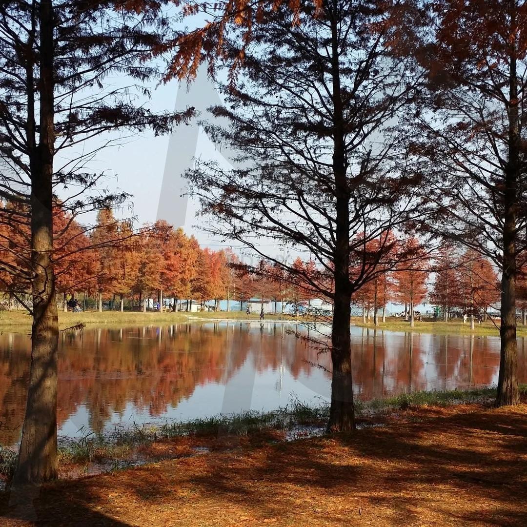 담양 메타세콰이어3(가을) | 담양, 메타세콰이어, 가을, Fall, 여행 | 스탠바이 STANDBUY 디지털 콘텐츠