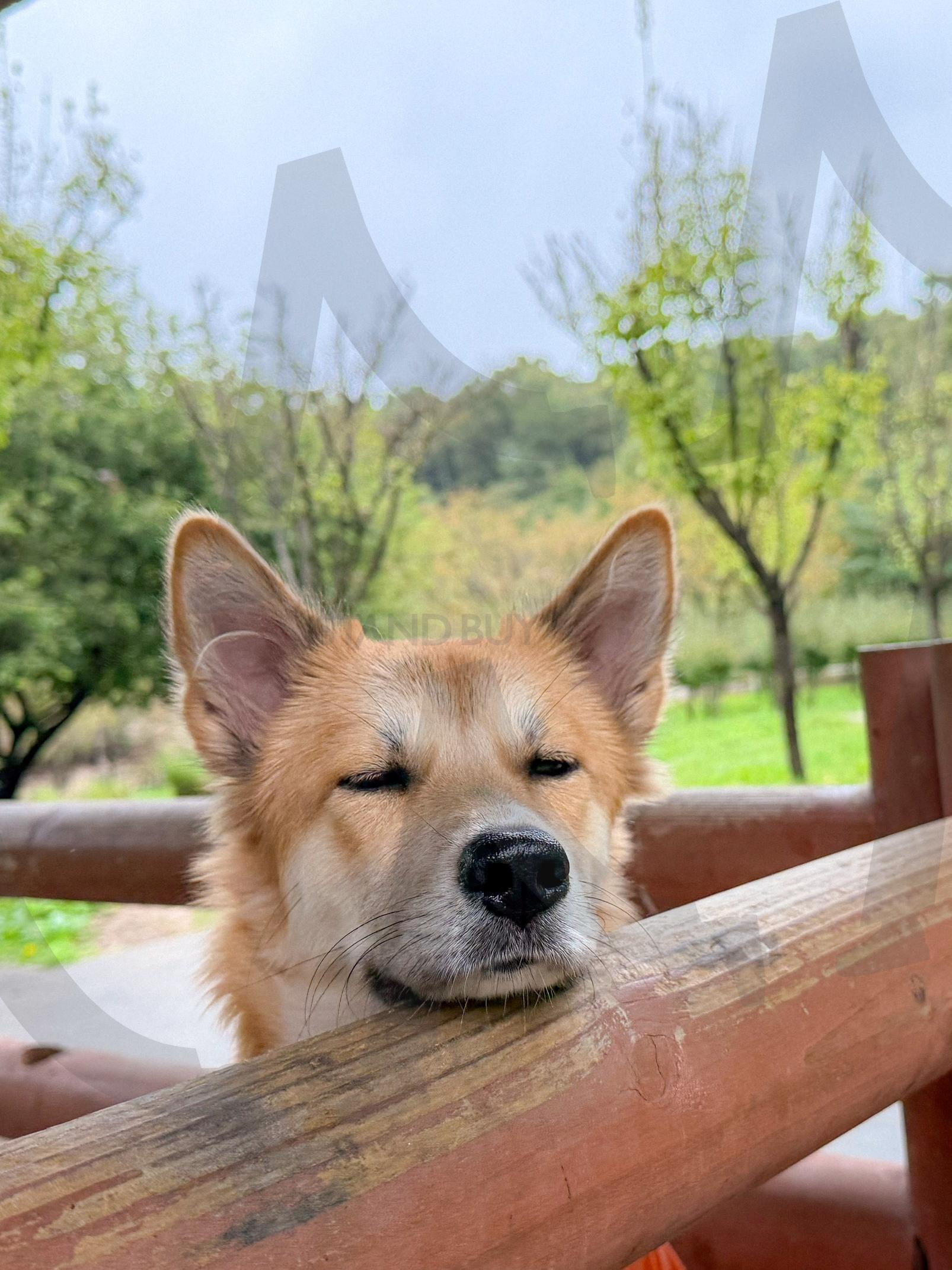 졸린 강아지의 하루 - Sleepy Puppy | 강아지, 졸린강아지, 댕댕이, sleepypuppy, puppy, 북서울꿈의숲 | 스탠바이 STANDBUY 디지털 콘텐츠