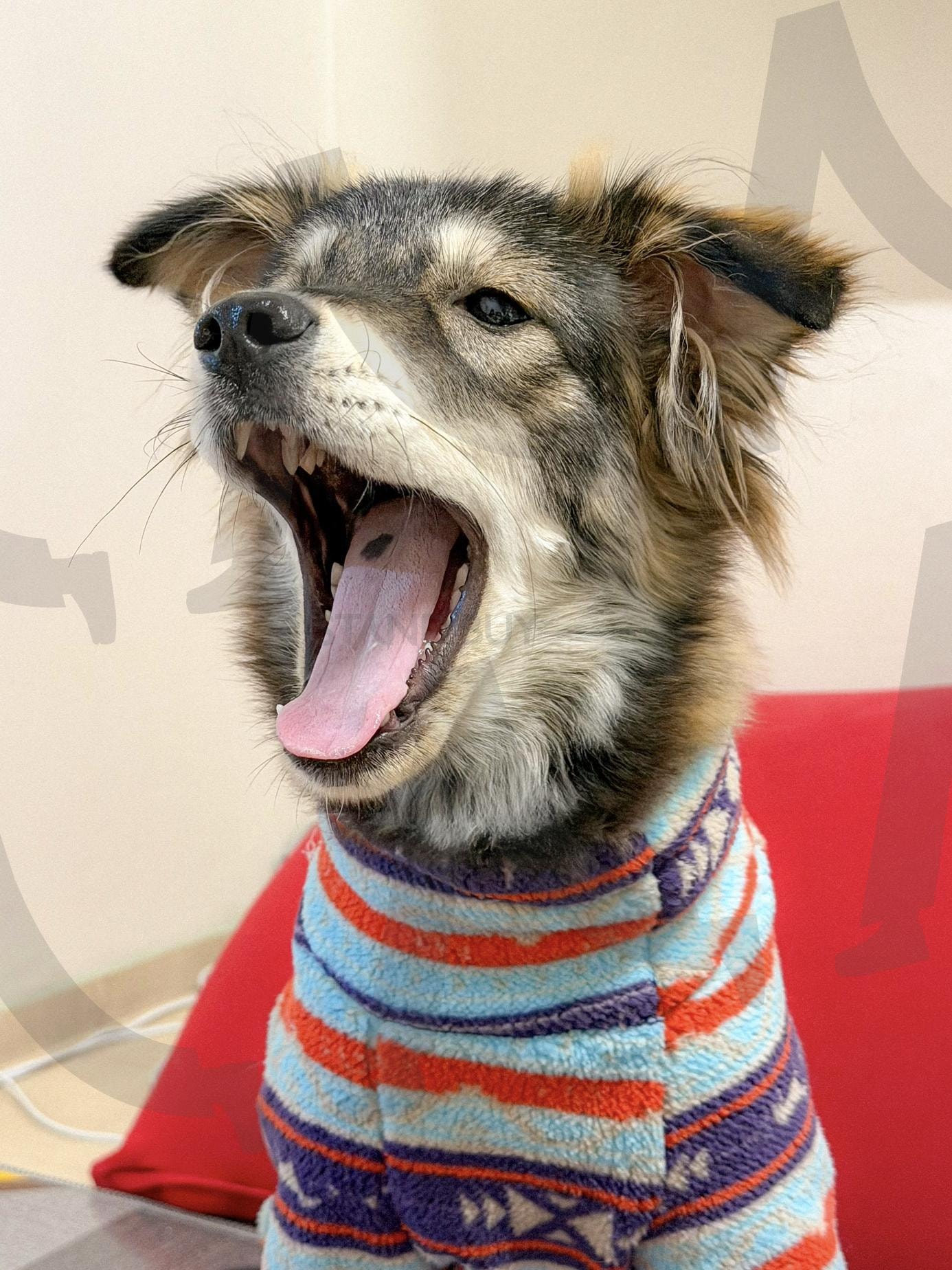 나른한 아침, 작은 하품 - Cozy Puppy Moment | 강아지, 댕댕이, 멍멍이, 하품하는강아지, 기분좋아지는사진, cozy, puppy, dog | 스탠바이 STANDBUY 디지털 콘텐츠