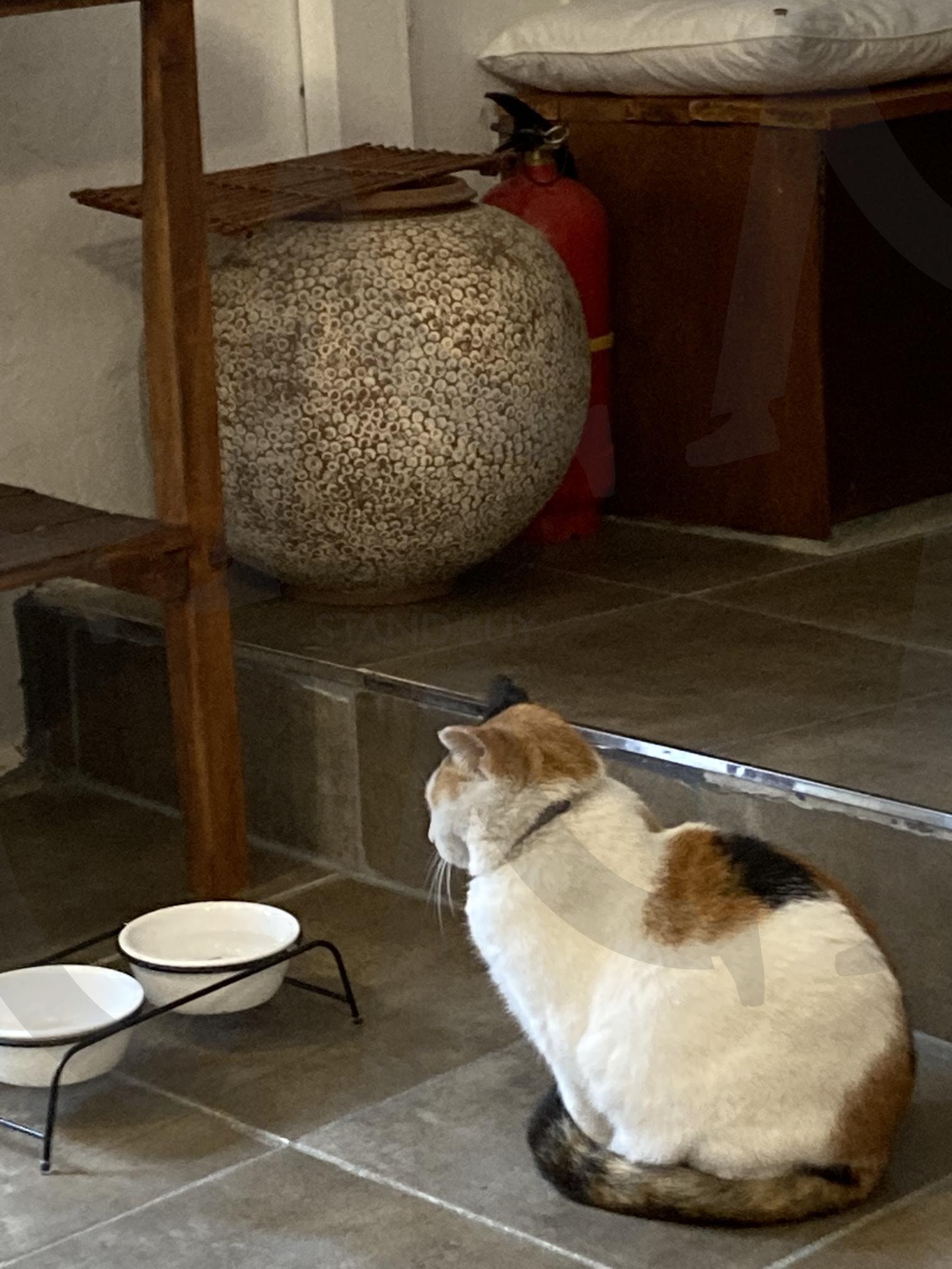 햇살 아래 쉬는 고양이 | 고양이, 반려동물, 일상기록, 감성사진, 포근한순간 | 스탠바이 STANDBUY 디지털 콘텐츠