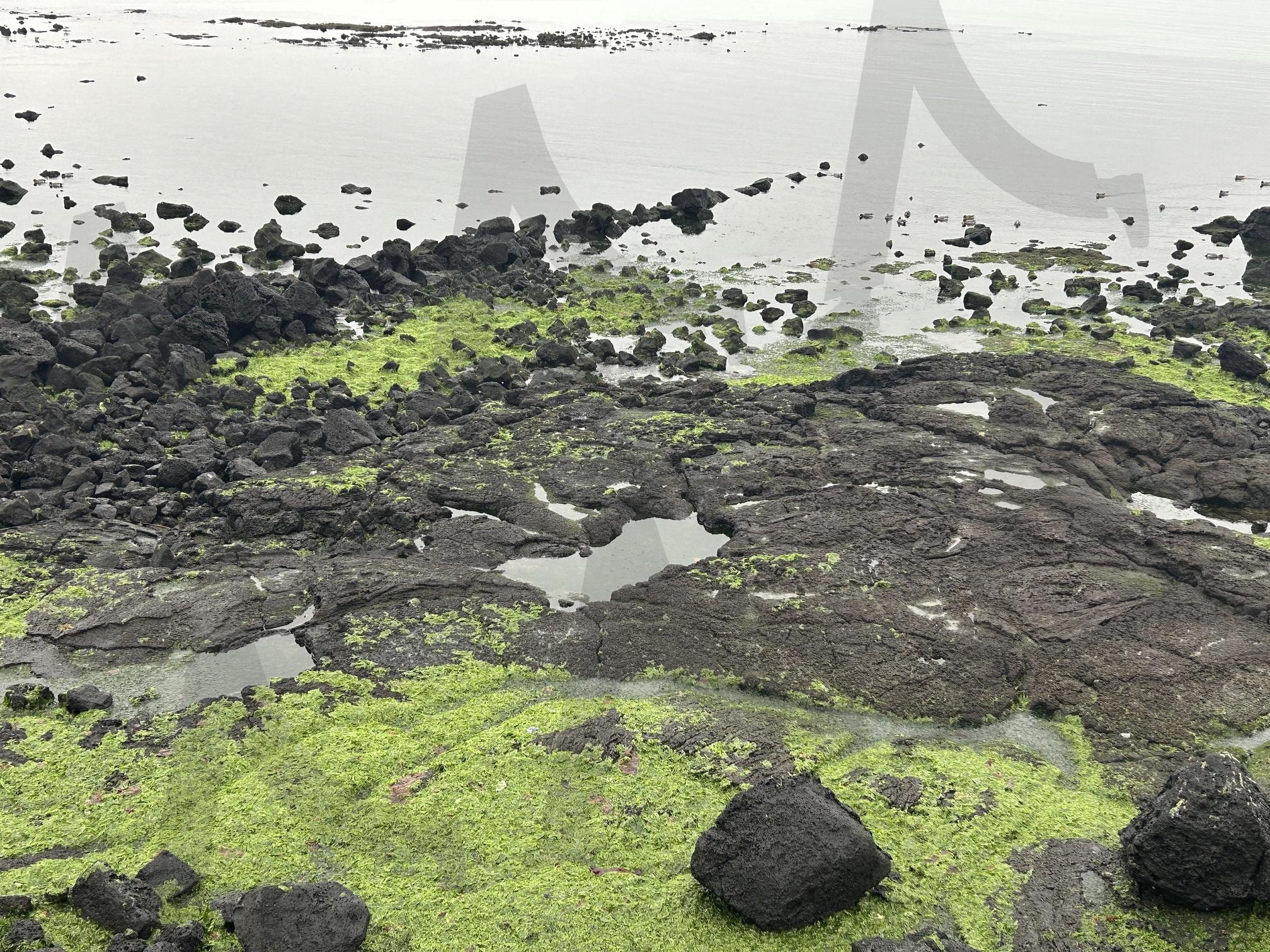 해안가의 자연 텍스처 | 해변산책, 제주감성, 자연결, 여행스냅, 해안뷰 | 스탠바이 STANDBUY 디지털 콘텐츠