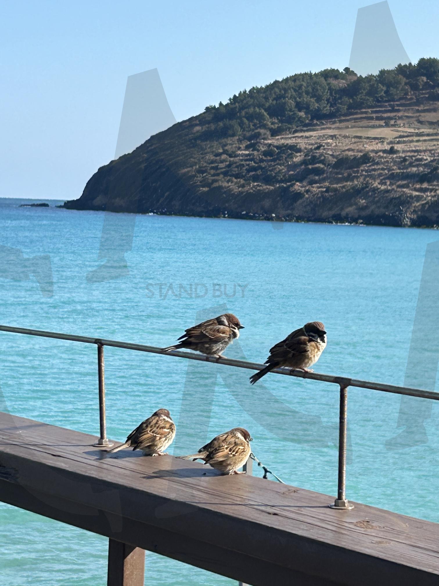 바닷가의 친구들 | 바다풍경, 새사진, 여행기록, 제주느낌, 햇살가득 | 스탠바이 STANDBUY 디지털 콘텐츠
