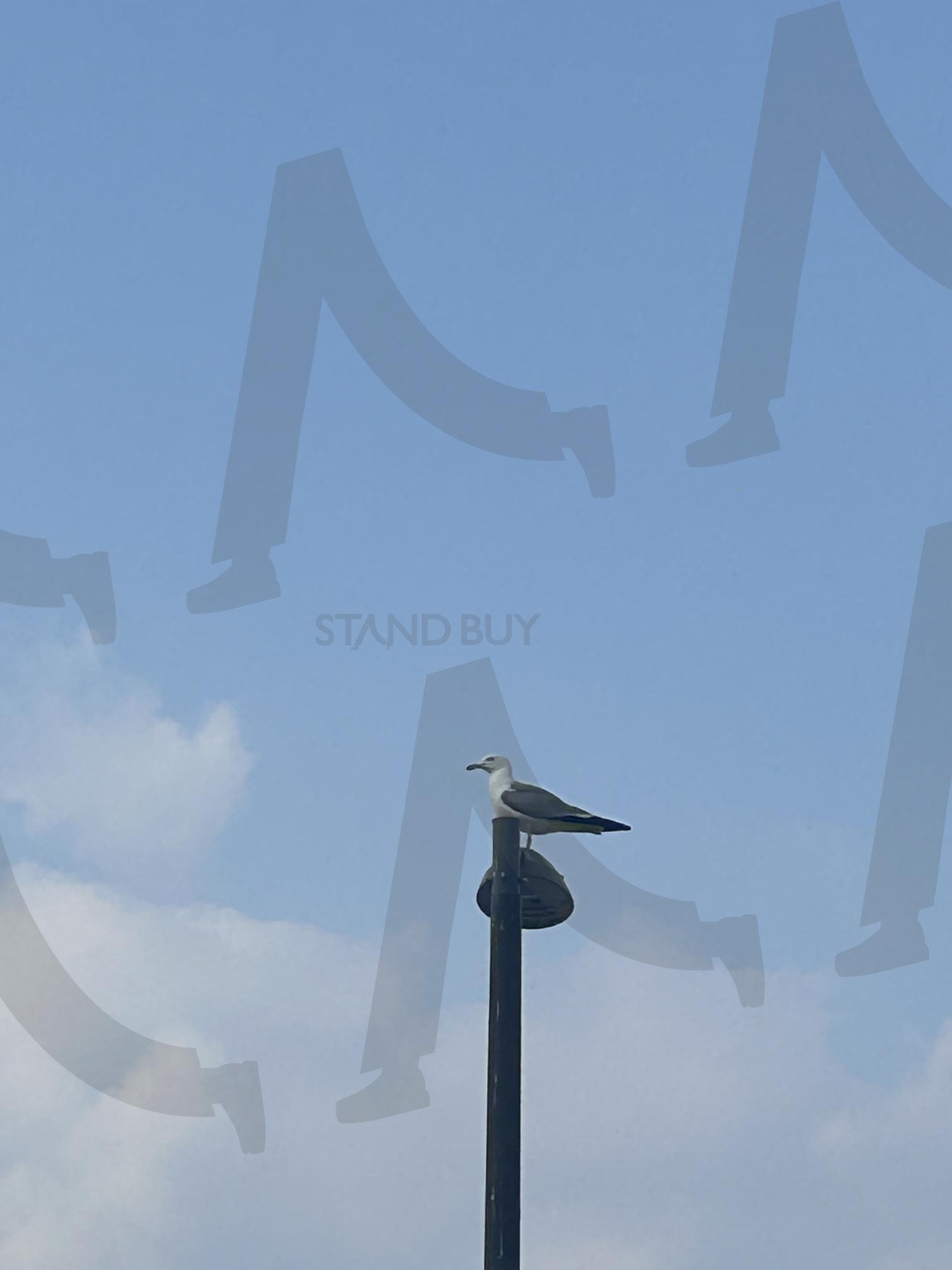 파란 하늘 위의 갈매기 | 갈매기, 하늘사진, 맑은날, 여유로운순간, 자연기록 | 스탠바이 STANDBUY 디지털 콘텐츠