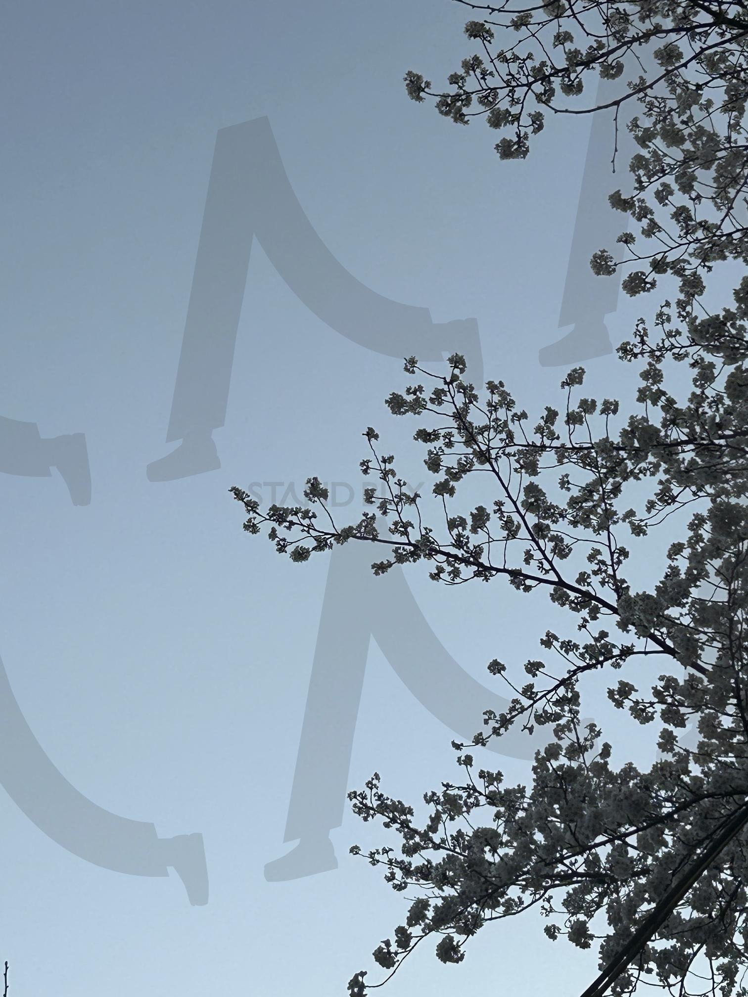 푸른 하늘과 벚꽃 프레임 | 봄날, 하늘과꽃, 여행브이로그, 산책기록, 자연스냅 | 스탠바이 STANDBUY 디지털 콘텐츠