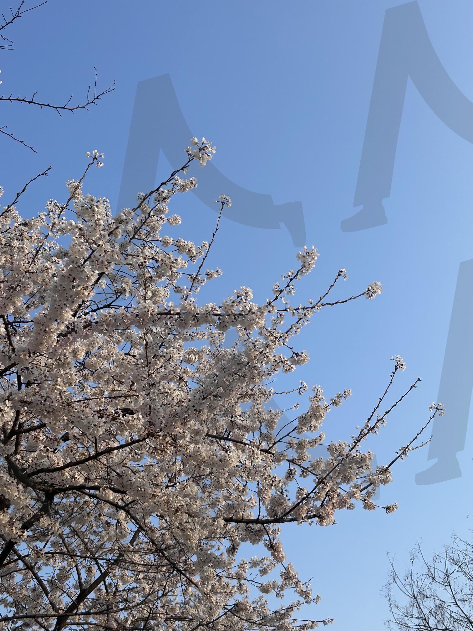 봄 벚꽃 가득한 길 | 벚꽃, 봄풍경, 봄여행, 꽃사진, 계절기록 | 스탠바이 STANDBUY 디지털 콘텐츠