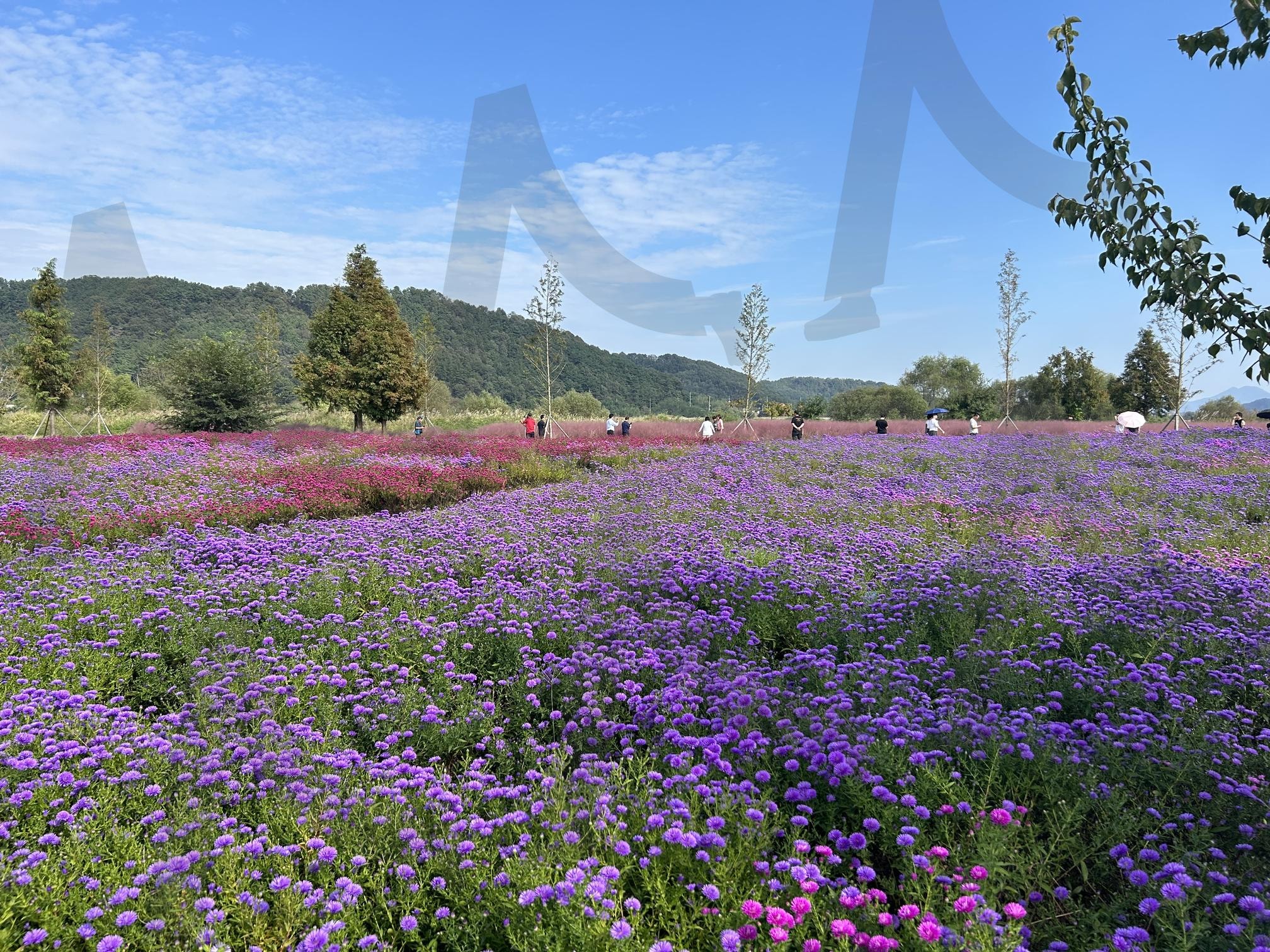 핑크뮬리와 가을 꽃밭 | 가을풍경, 꽃밭, 여행지스냅, 자연의색, 계절사진 | 스탠바이 STANDBUY 디지털 콘텐츠