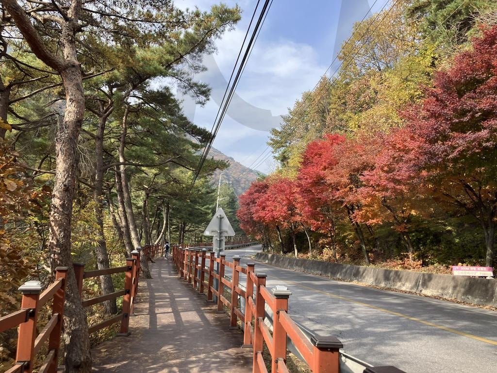 가을 단풍과 나무 데크 산책길 풍경 | 가을, 단풍, 산책길, 나무데크, 가을풍경, 자연, 풍경, 숲길, 공원, 야외, 산책로, 평화로운, 계절, 자연사진, 단풍사진, 붉은단풍, 노란단풍, 나무, 풍경사진, 고화질, 가을, 단풍, 산책길, 나무데크, 가을풍경, 자연, 풍경, 숲길, 숲, 공원, 야외, 산책, 산책로, 평화로운, 계절, 자연사진, 단풍사진, 붉은단풍, 노란단풍, 나무, 풍경사진, 가을여행, 고화질, 가을모습, 가을빛, 소나무, 가을느낌 | 스탠바이 STANDBUY 디지털 콘텐츠