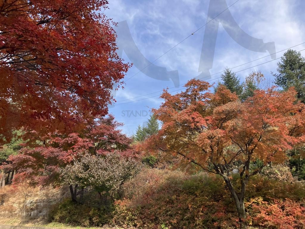 푸른 하늘과 붉게 물든 가을 단풍 풍경 | 가을, 단풍, 가을단풍, 붉은단풍, 노란단퐁, 하늘, 푸른하늘, 가을하늘, 가을풍경, 자연, 풍경, 계절, 자연사진, 단풍사진, 야외, 공원, 나무, 숲, 평화로운, 풍경사진, 색감, 아름다운풍경, 단풍나무, 단풍길, 청명한하늘, 가을빛, 가을여행, 계절풍경, 자연풍경, 가을테마, 가을이미지, 가을모습 | 스탠바이 STANDBUY 디지털 콘텐츠