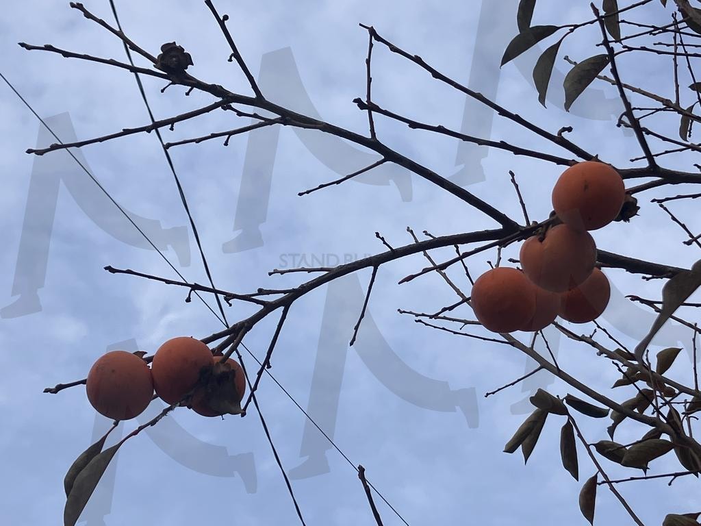 푸른 하늘과 감나무 풍경, 가을 자연 배경 | 감나무, 가을, 감, 하늘, 자연, 풍경, 과일, 블루스카이, 가을하늘, 과일나무, 일상, 열매, 햇살, 가을햇살, 나무, 야외, 늦가을, 평화로움, 가을풍경, 푸른하늘 | 스탠바이 STANDBUY 디지털 콘텐츠