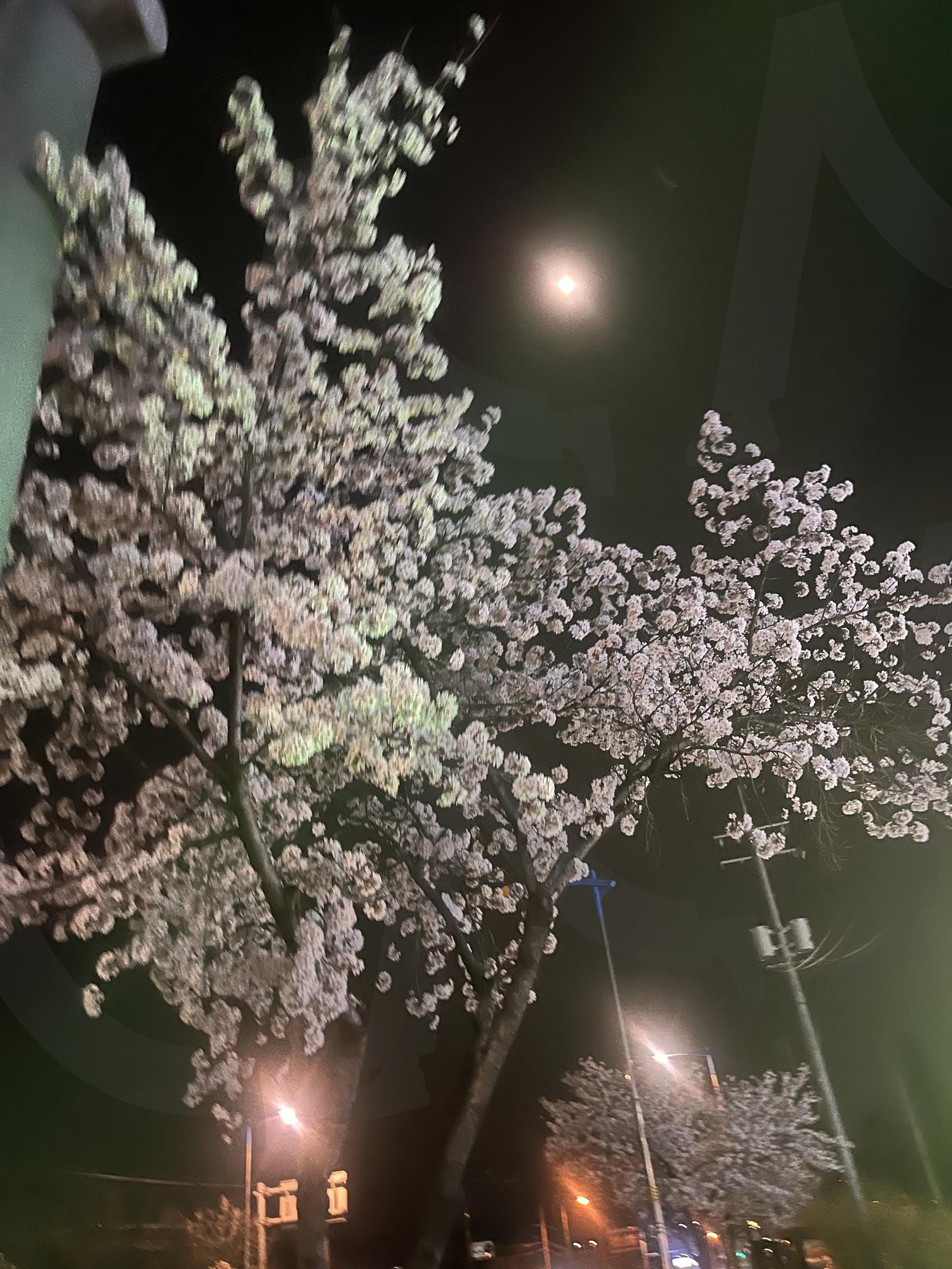 밤하늘 아래 피어난 벚꽃의 순간 | 벚꽃, 밤벚꽃, 야경, 거리풍경, 조명, 밤산책, 로맨틱 분위기 | 스탠바이 STANDBUY 디지털 콘텐츠