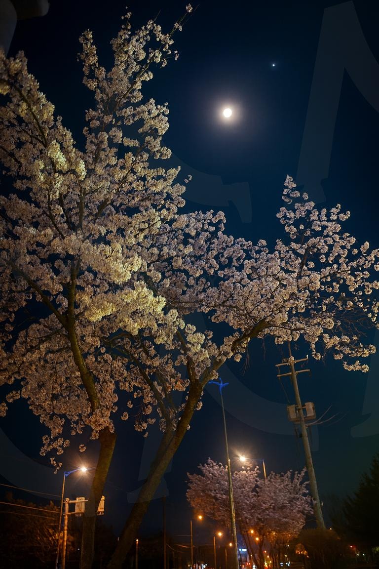 봄밤 산책 중 만난 벚꽃과 달 | 밤벚꽃, 달빛, 가로등, 감성사진, 봄풍경, 야경, 산책, 벚꽃풍경, ai | 스탠바이 STANDBUY 디지털 콘텐츠