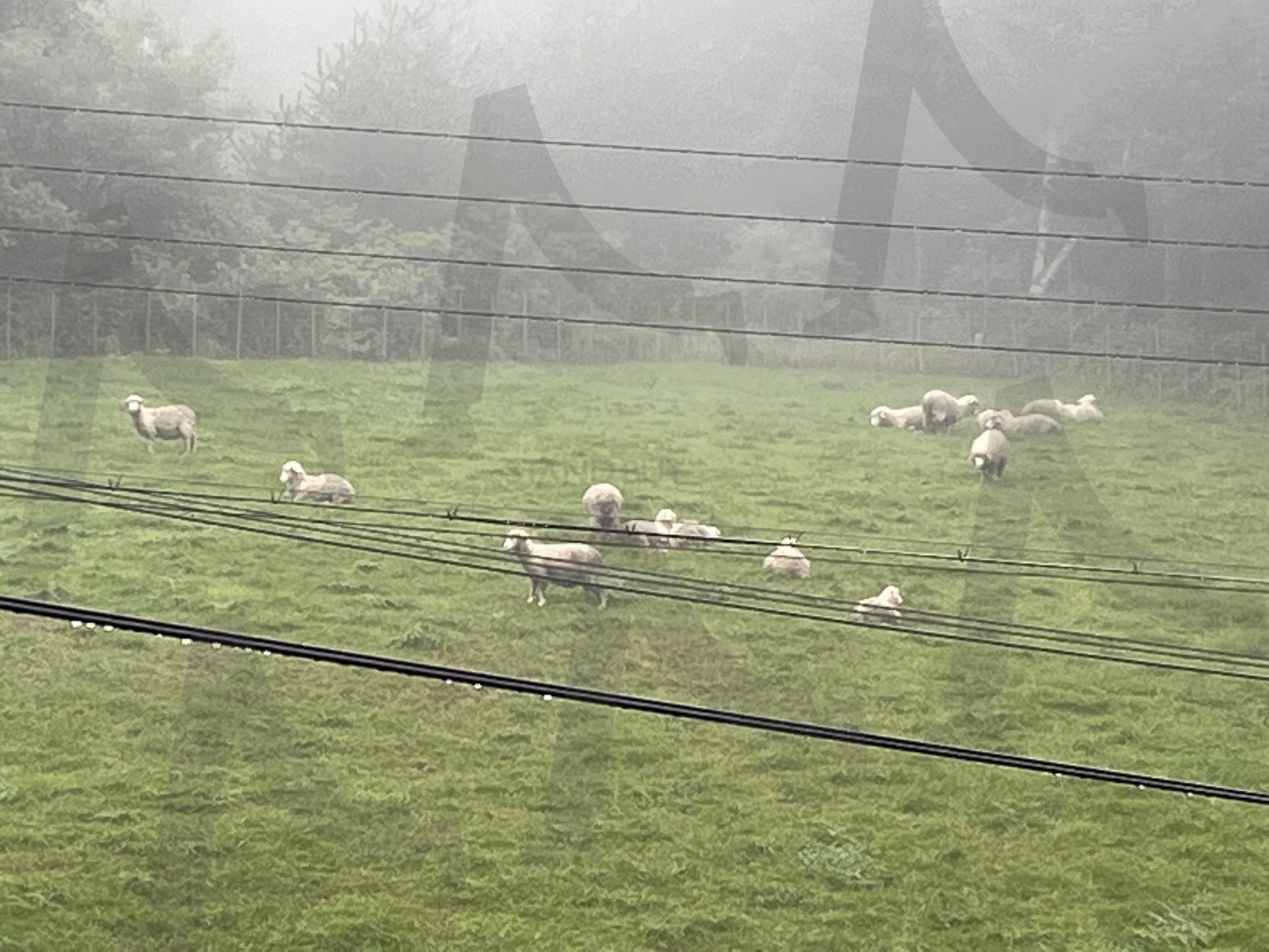 안개 속 초원을 거니는 양들의 아침 | 양떼, 목장풍경, 안개낀풍경, 자연사진, 초원, 새벽안개, 풍경사진 | 스탠바이 STANDBUY 디지털 콘텐츠