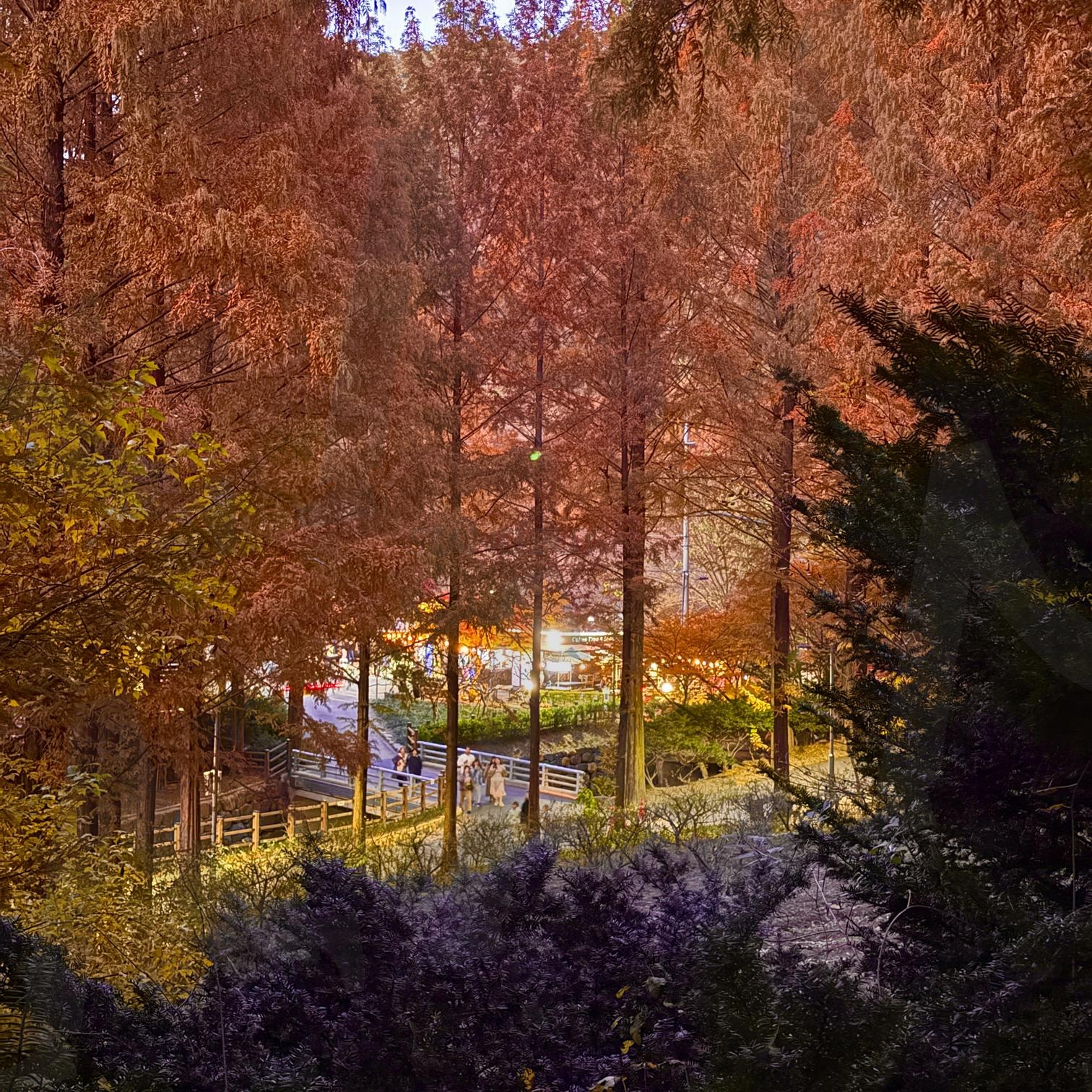 가을 | 가을, 갈대, 나무, 메타세콰이어, 감성 | 스탠바이 STANDBUY 디지털 콘텐츠