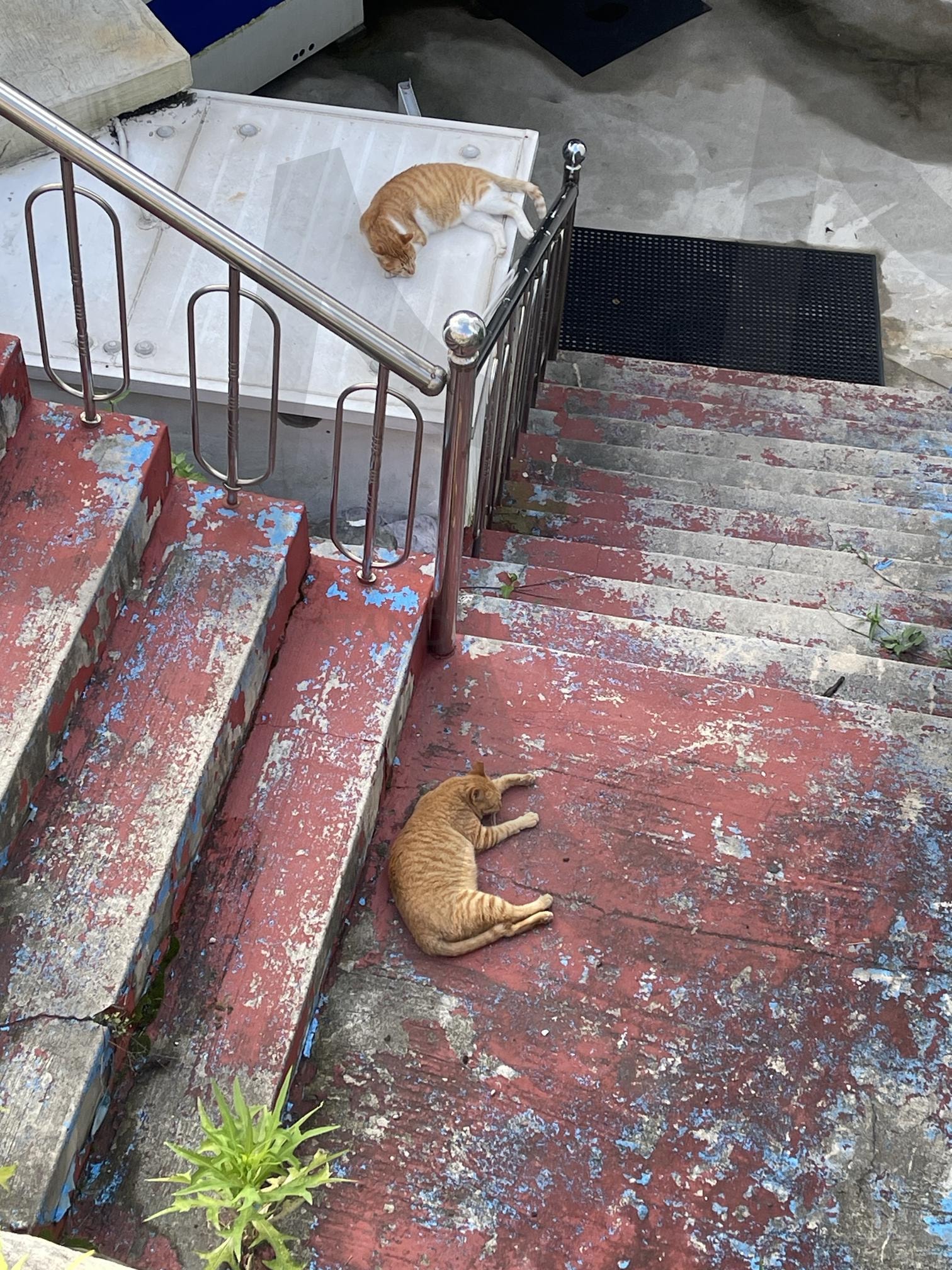 고양이 | 고양이, 여행, 휴식, 힐링, 귀여움 | 스탠바이 STANDBUY 디지털 콘텐츠