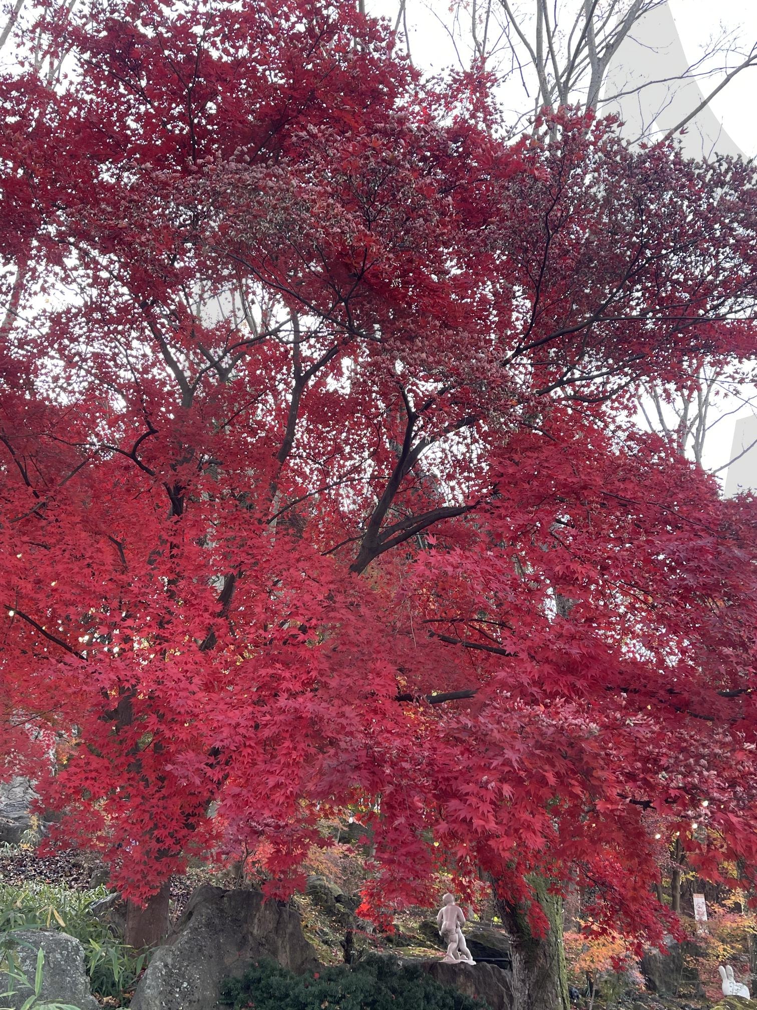 단풍 | 가을, 단풍, 빨간색, 공원, 산책 | 스탠바이 STANDBUY 디지털 콘텐츠