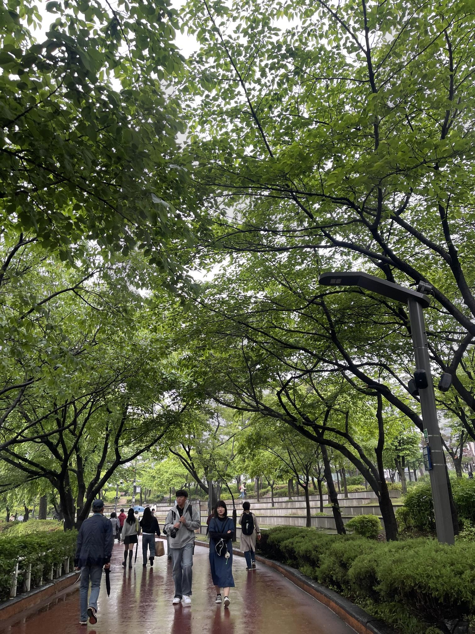 서울 | 서울, 산책, 나들이, 나무, 시원함 | 스탠바이 STANDBUY 디지털 콘텐츠