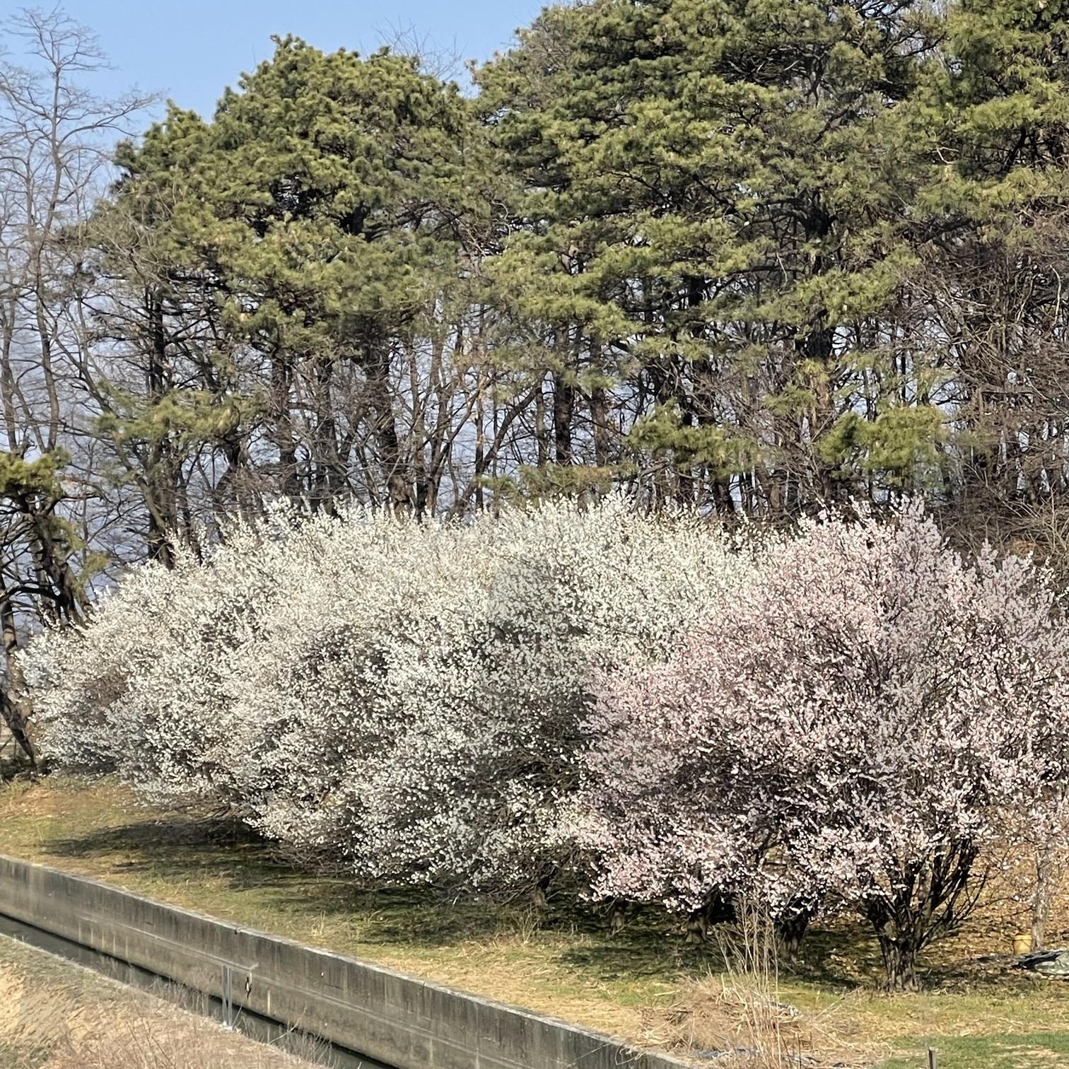 봄 | 봄, 벚꽃, 풍경, 따뜻함, 맑음 | 스탠바이 STANDBUY 디지털 콘텐츠