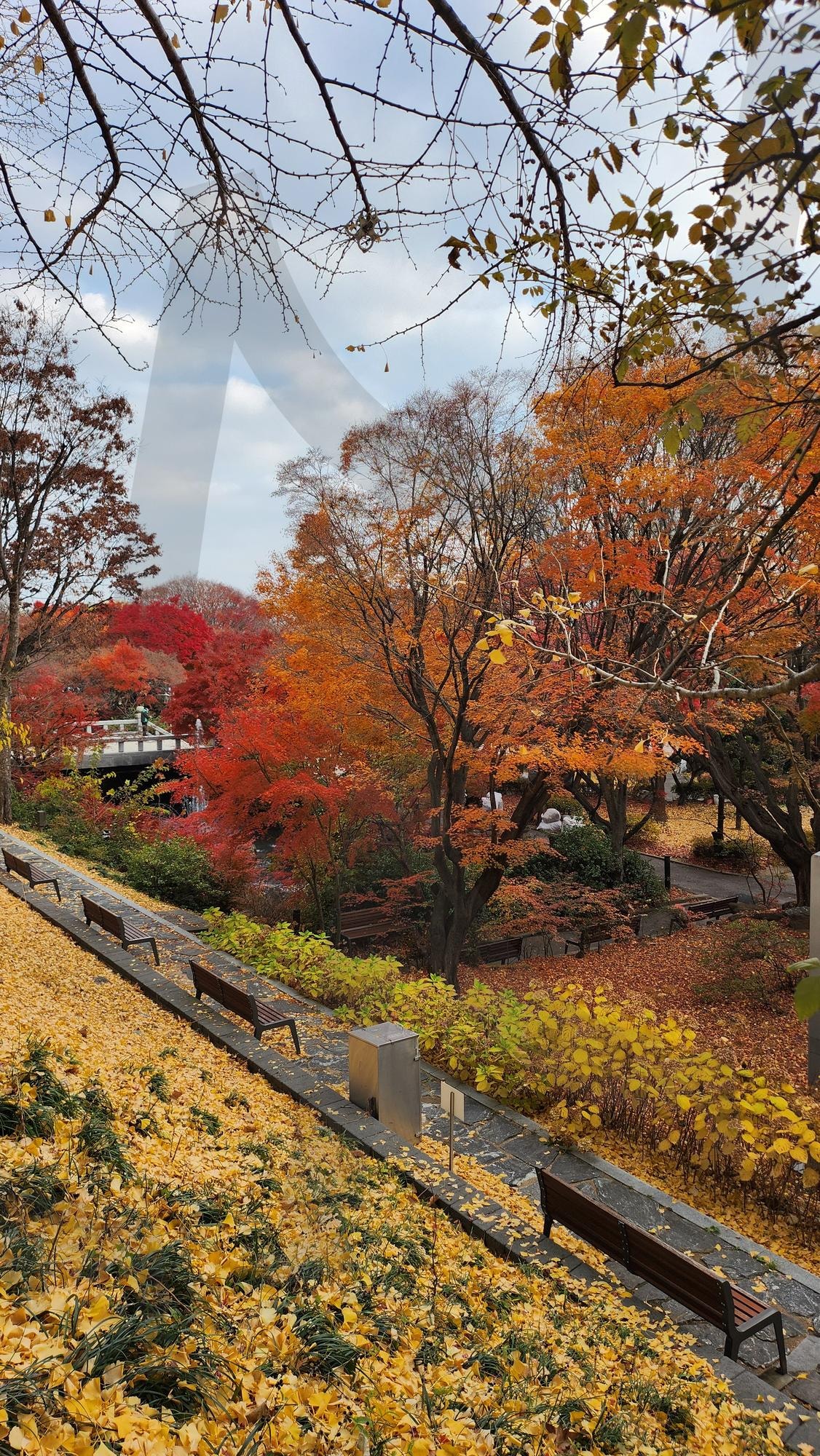 캠퍼스 풍경 | 가을, 캠퍼스, 단풍, 힐링, 산책 | 스탠바이 STANDBUY 디지털 콘텐츠