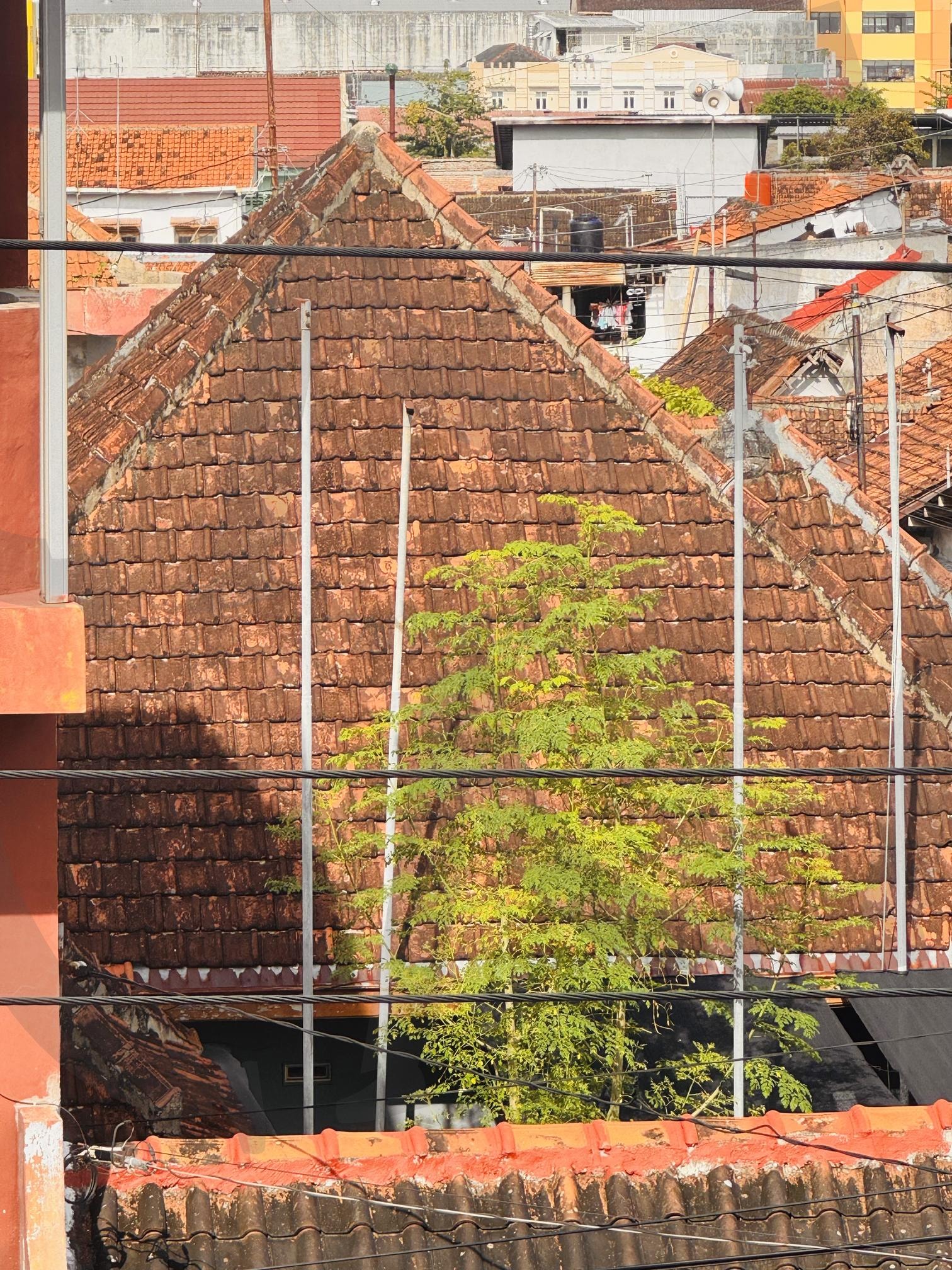 도시의 온기: 낡은 테라코타 기와지붕 위로 피어난 초록 생명 | 기와, 지붕, 보색, 대비, 건축, 텍스처, 도시, 거리, 질감 | 스탠바이 STANDBUY 디지털 콘텐츠