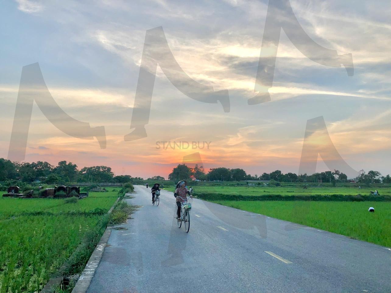 해 질 무렵 시골 도로의 평온한 풍경 | 노을, 시골도로, 자전거, 자연풍경, 평온함 | 스탠바이 STANDBUY 디지털 콘텐츠