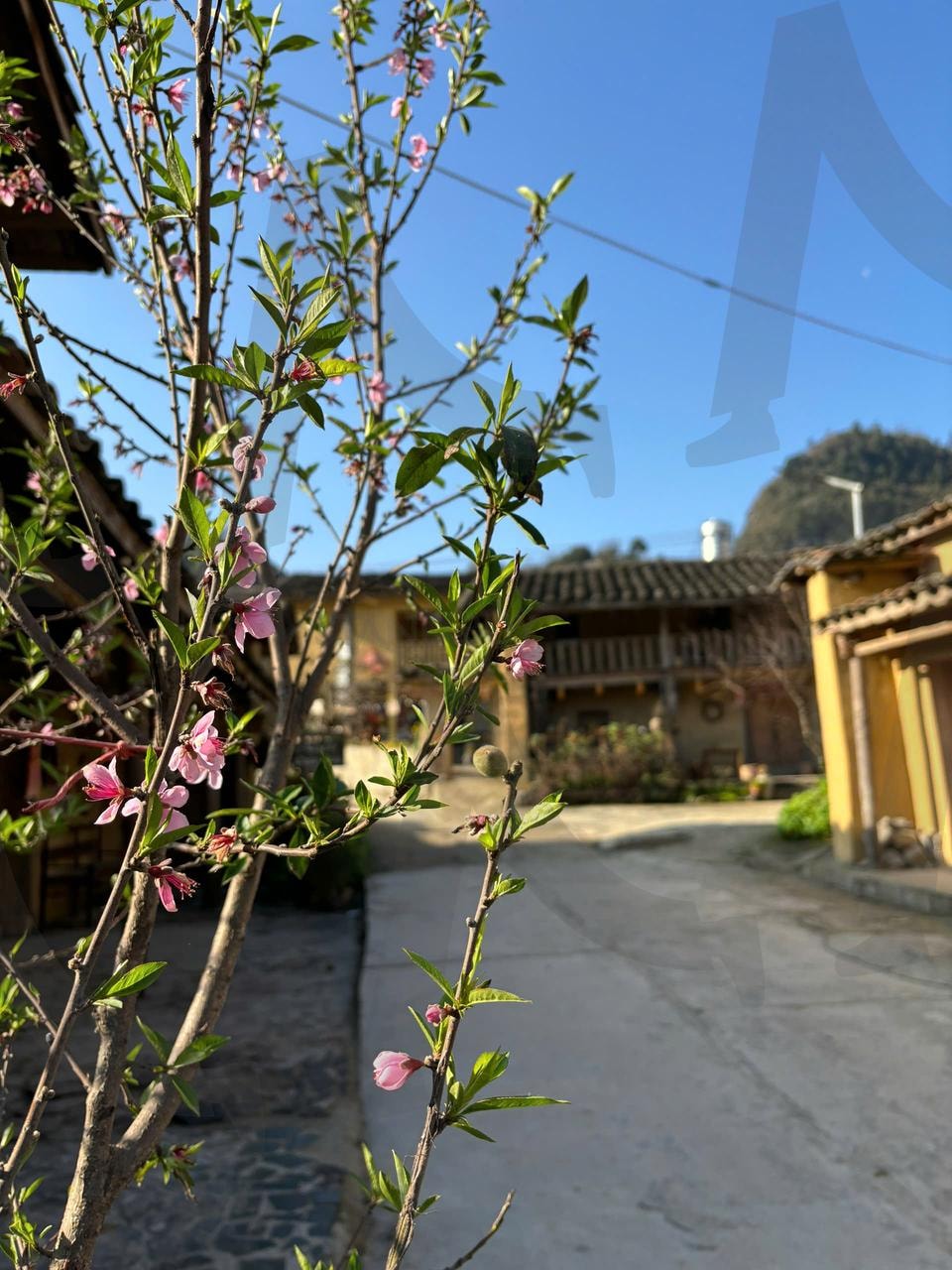 따뜻한 햇살 아래 핀 분홍빛 꽃나무 | 꽃나무, 풍경, 분홍꽃, 맑은하늘, 자연사진 | 스탠바이 STANDBUY 디지털 콘텐츠