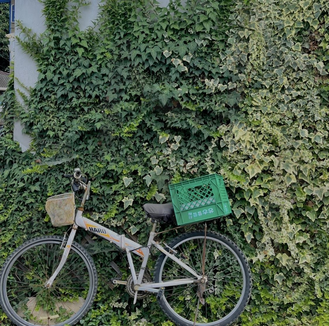 낡은 자전거와 담쟁이덩굴 | 담쟁이덩굴, 자전거, 낡은자전거, 감성, 정서적, 서정적, 분위기, 빈티지, 초록, 푸른, 빛바랜, 낡은, 빛바랜사진, 감성사진, 앤티크, antique | 스탠바이 STANDBUY 디지털 콘텐츠