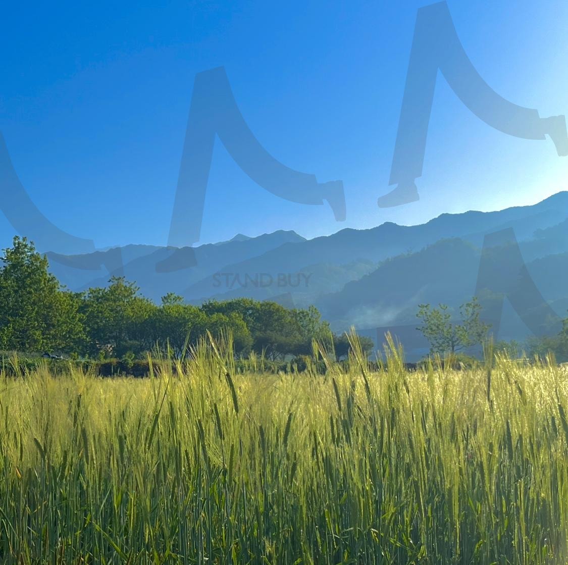 맑은 날 시골 풍경 모내기 | 시골, 모내기, 풀, 산, 풍경, 감성사진, 감성, 정서적, 서정적, 빈티지, 한가로운, 한적한, 여유로운, 자유로운, 여름, 맑은, 청명한, 청량한, 밝은, 촌, 논, 밭, countryside, 벼 | 스탠바이 STANDBUY 디지털 콘텐츠