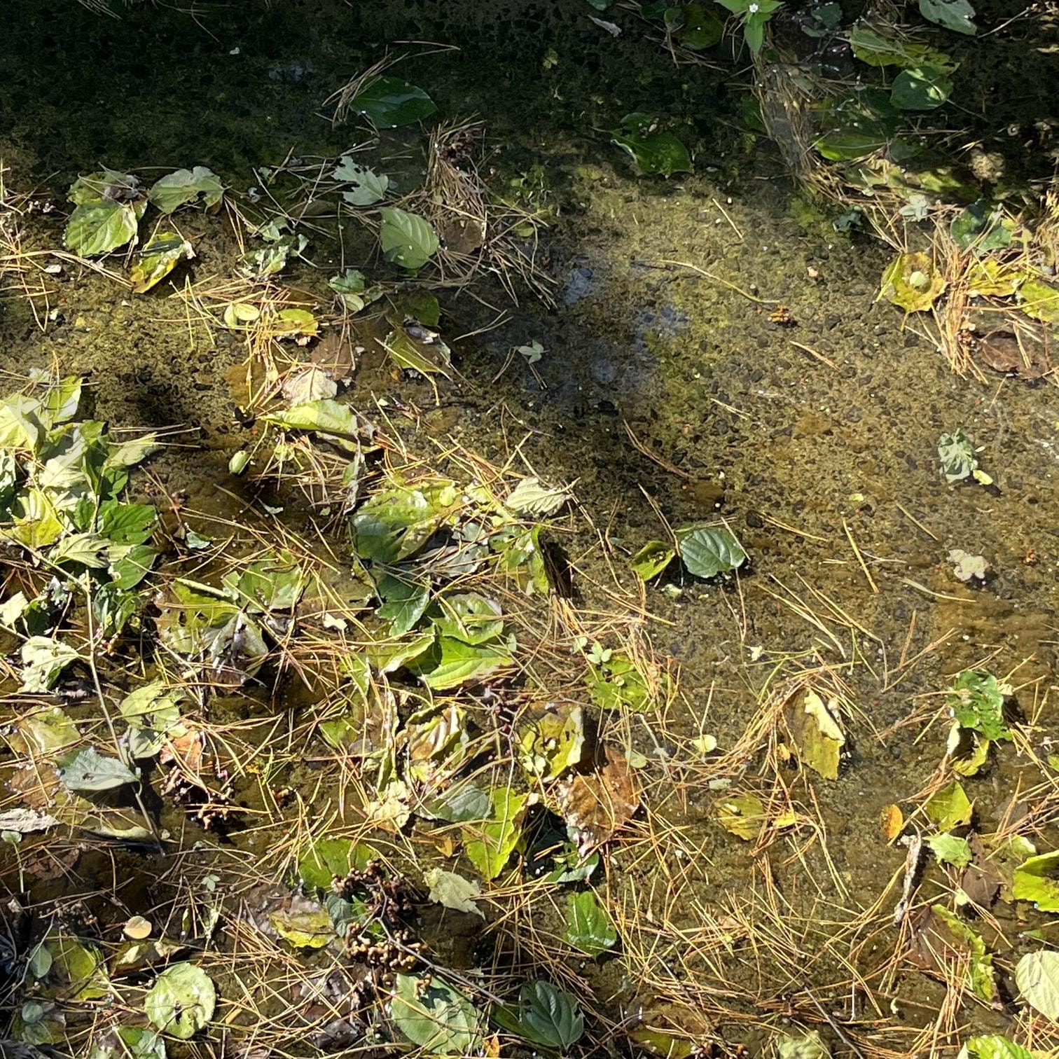 초록색 늪과 나뭇잎 | 초록, 잎, 자연, 유화, 수채화, 회화, 그림, 감성사진, 감성적, 서정적, 정서적, 나뭇잎, 숲, 늪, 습지, 낙엽, 한가로운, 여유로운, 한적한 | 스탠바이 STANDBUY 디지털 콘텐츠