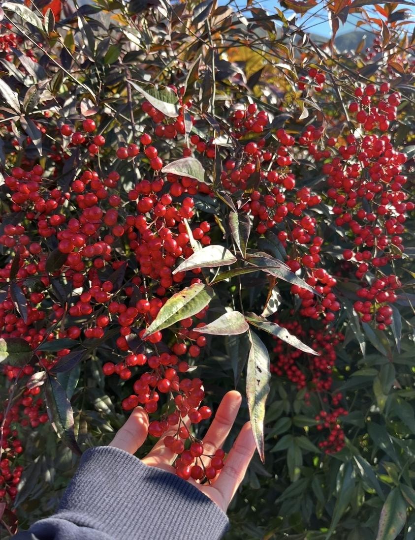 햇살을 받은 빨간 열매 | 쨍한, 빨간, 빨강, red, 빨간열매, 손, 햇살, 해, 햇빛, 낮, 밝은, 맑은, 붉은, 자연, 색감, 비비드, vivid, 선명한 | 스탠바이 STANDBUY 디지털 콘텐츠