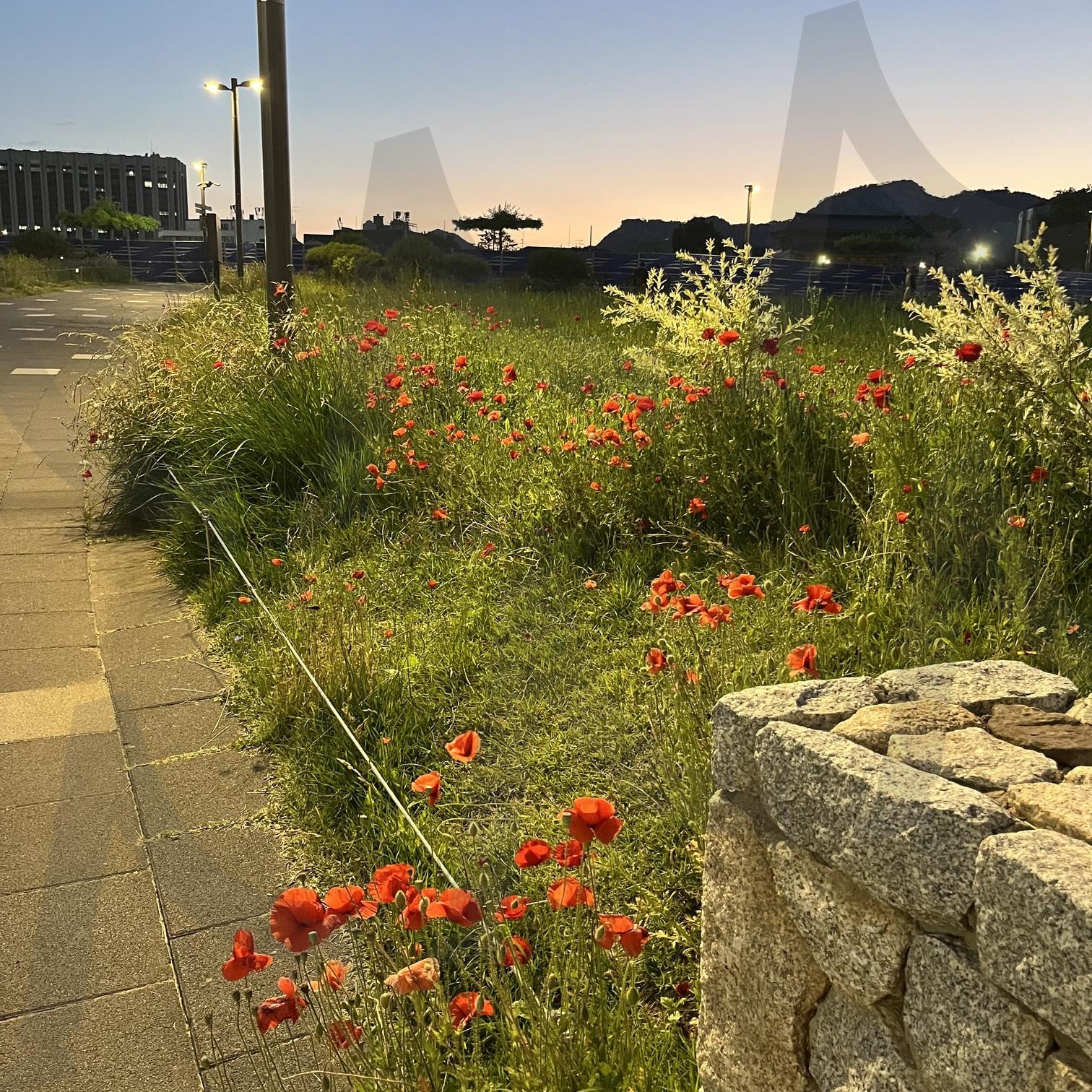 안국 감고당길 저녁 노을과 붉은 꽃 | 노을, 안국, 감고당길, 감성, 해질녘, 저녁, 저녁감성, 정서적, 서정적, 분위기, 감성적, 돌담, 가로등, 일몰, 붉은꽃, 꽃, 빨강, 빨간색, 일상, 산책, 인증, 인스타 | 스탠바이 STANDBUY 디지털 콘텐츠