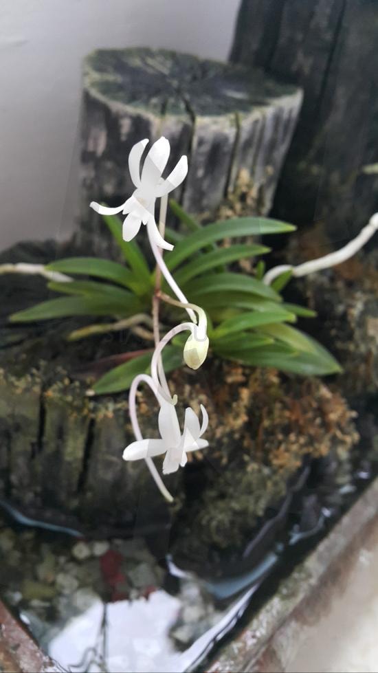 풍란 사진 | 난초 사진, 풍란 사진, 난, 난 사진, 희귀한 사진 | 스탠바이 STANDBUY 디지털 콘텐츠