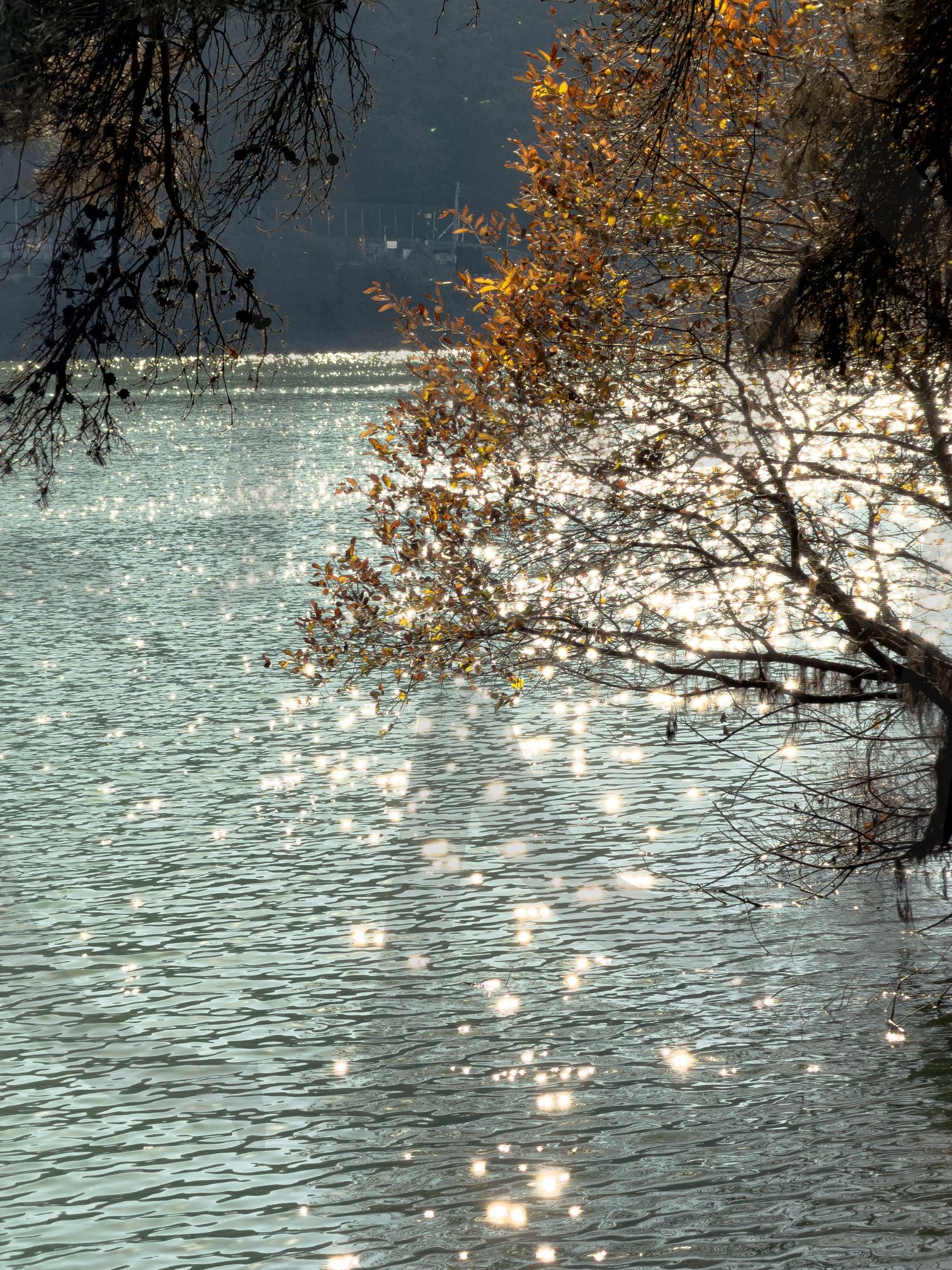 햇살이 반짝이는 호수와 가을 가지 | 가을, 호수, 겨울호수, 윤슬, 자연, 반짝임, 고요함, 여행, 늦가을, 초겨울풍경, 기다림, 물결, 쓸쓸함, 나무가지, 감성사진, 갬성사진, 희망 | 스탠바이 STANDBUY 디지털 콘텐츠