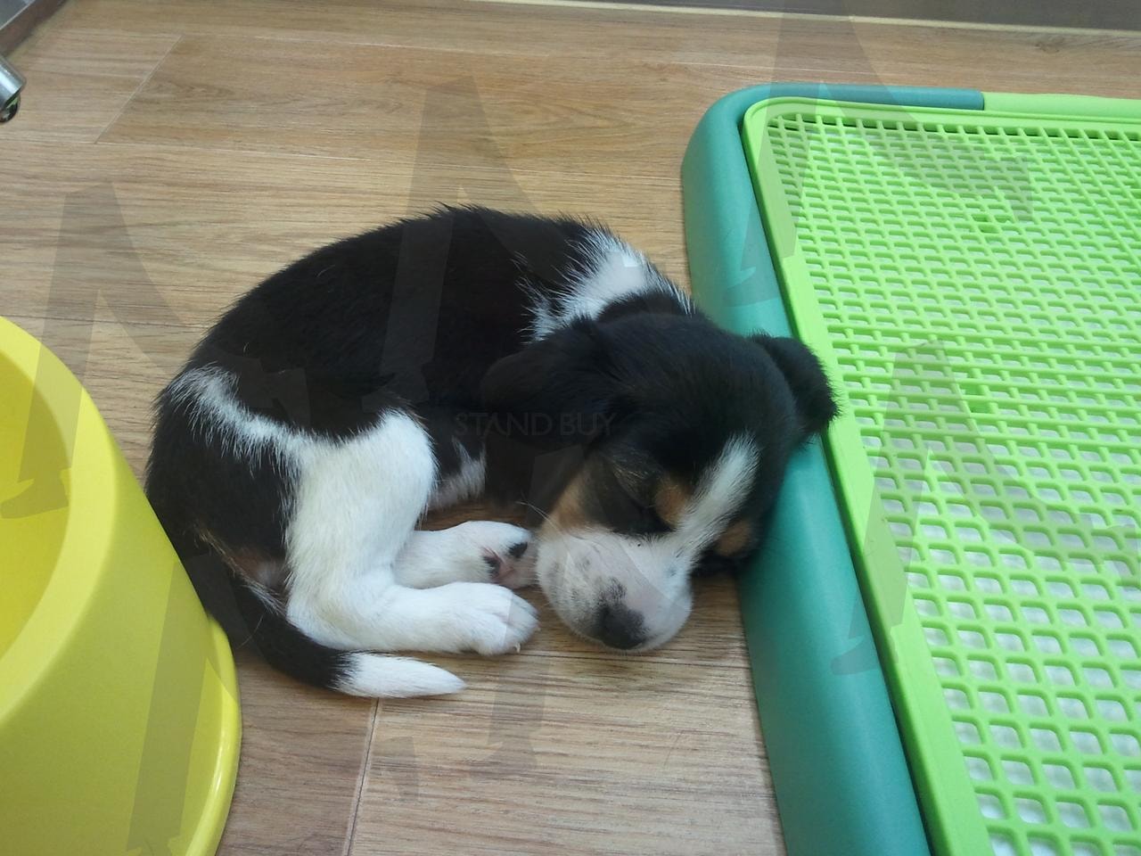 잠자는 강아지 | 강아지, 수면중, 잠, 피곤함, 자는 강아지 | 스탠바이 STANDBUY 디지털 콘텐츠