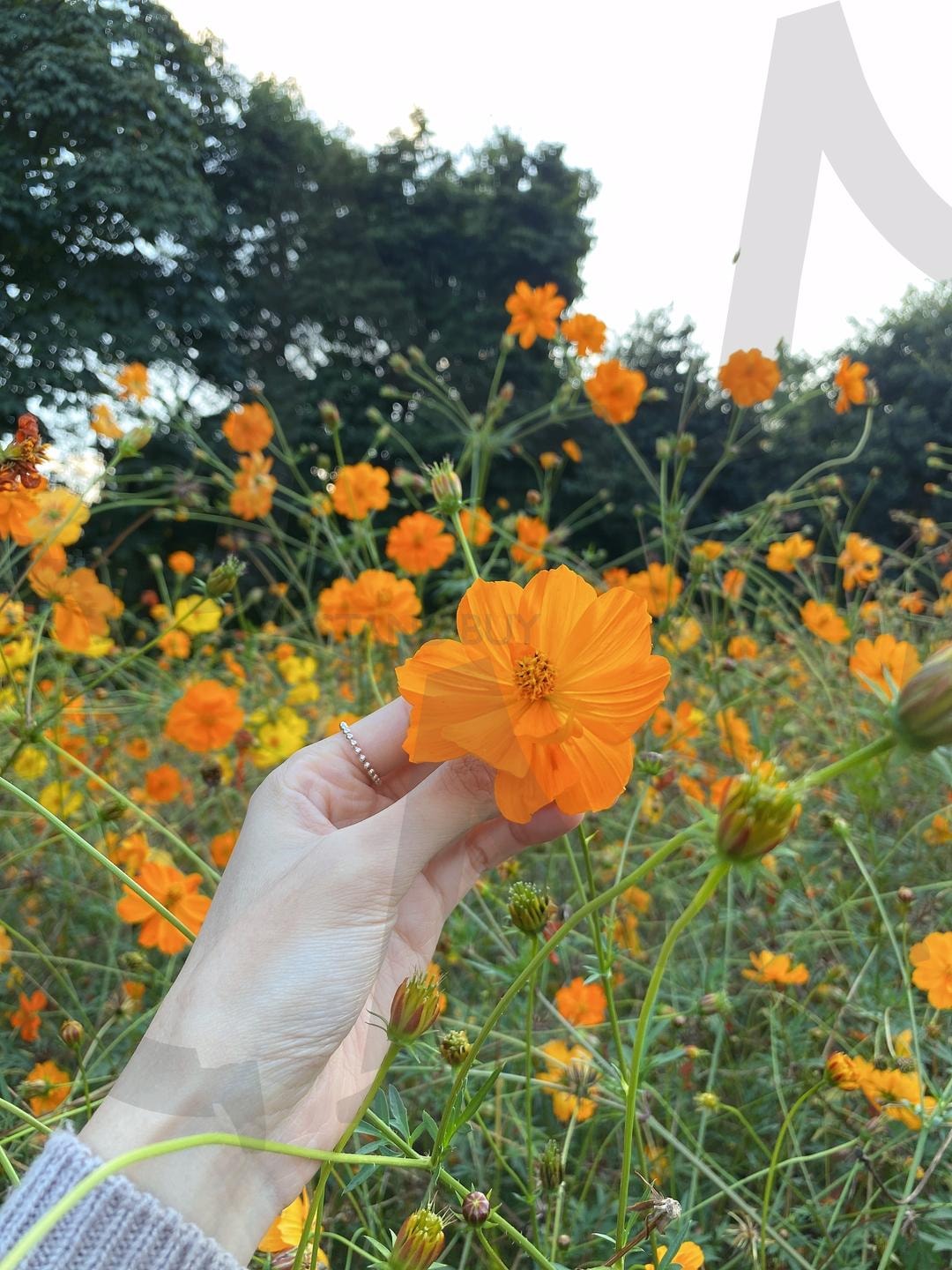 하늘공원 코스모스 금계국 꽃밭과 손 | 금계국, 코스모스, 꽃, 꽃밭, 하늘공원, 자연, 주황색, 손, 여자, 여자손, 주황, 활기찬, 알록달록, 비비드, 파스텔 | 스탠바이 STANDBUY 디지털 콘텐츠