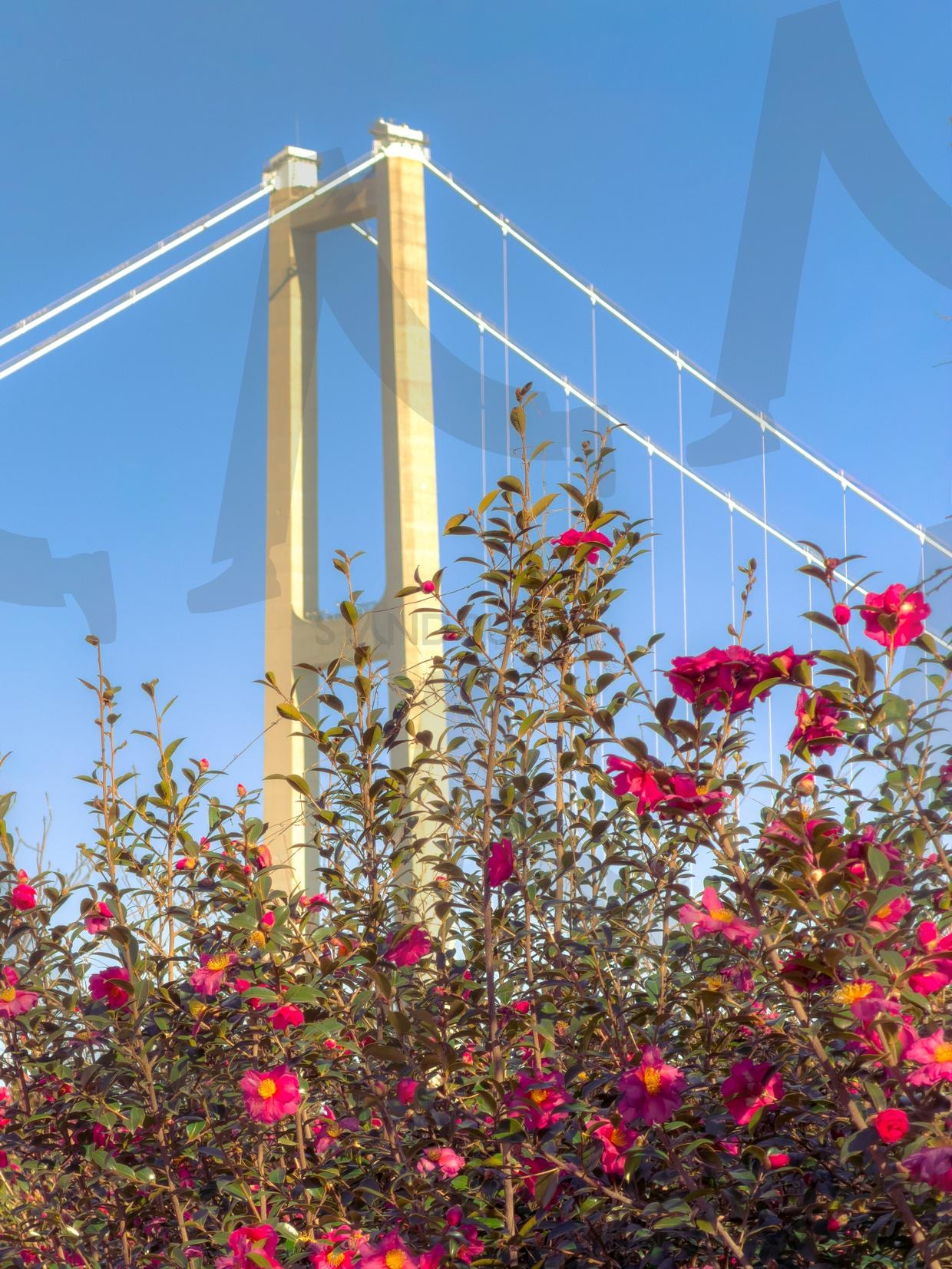 공간감을 살린 다리 풍경과 컬러 포인트 | 현수교, 도시풍경, 푸른하늘, 붉은꽃, 동백꽃, 색대비, 도시자연, 액자, 풍경, 모던이미지, 광고배경, 배경화면, 웹배너, 여행콘텐츠, 폰배경화면, 폰배경 | 스탠바이 STANDBUY 디지털 콘텐츠