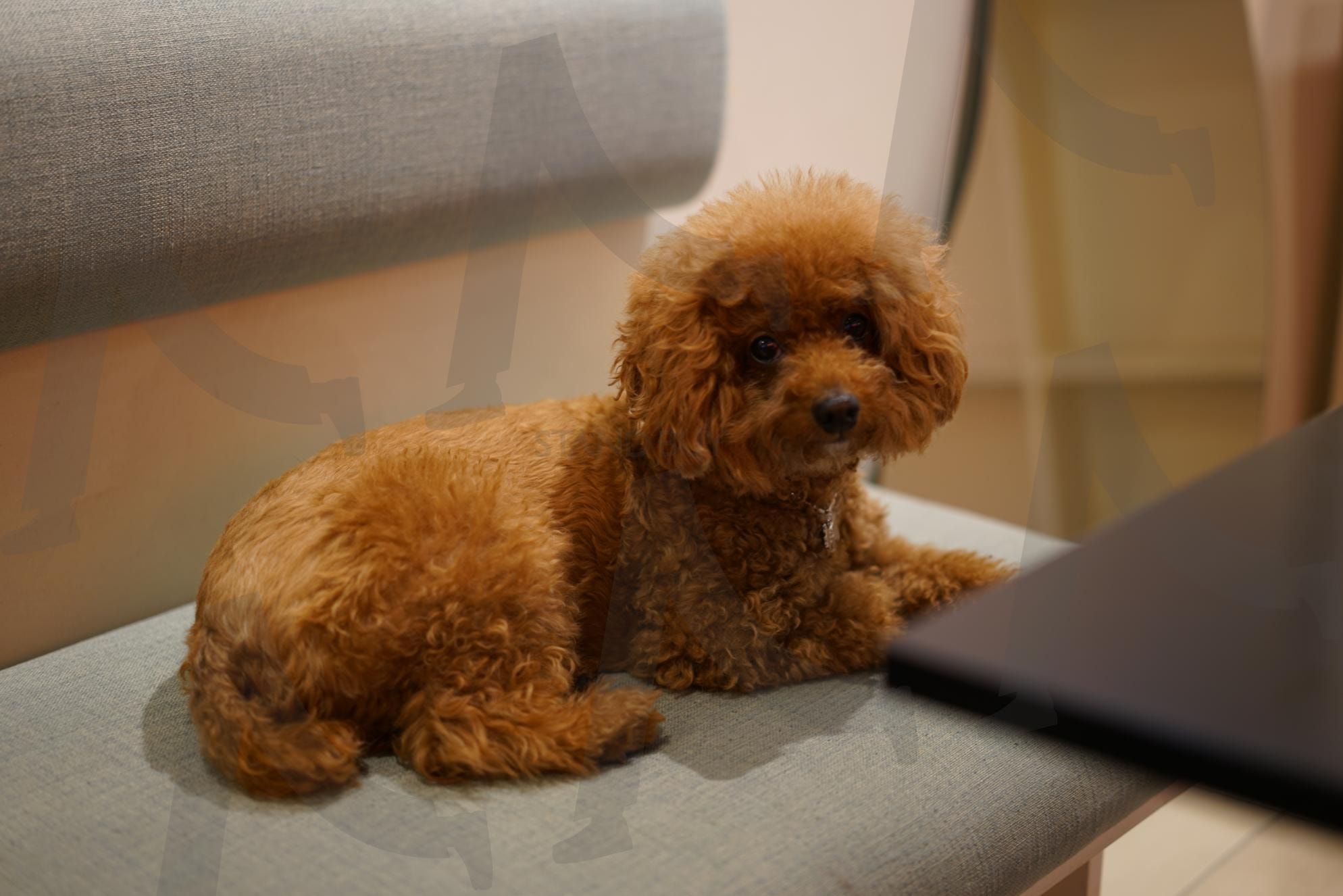 Adorable Toy Poodle — Cozy Indoor Pet Portrait | dog, puppy, poodle, stock photo, high resolution, animal, cute, lifestyle, cozy | 스탠바이 STANDBUY 디지털 콘텐츠