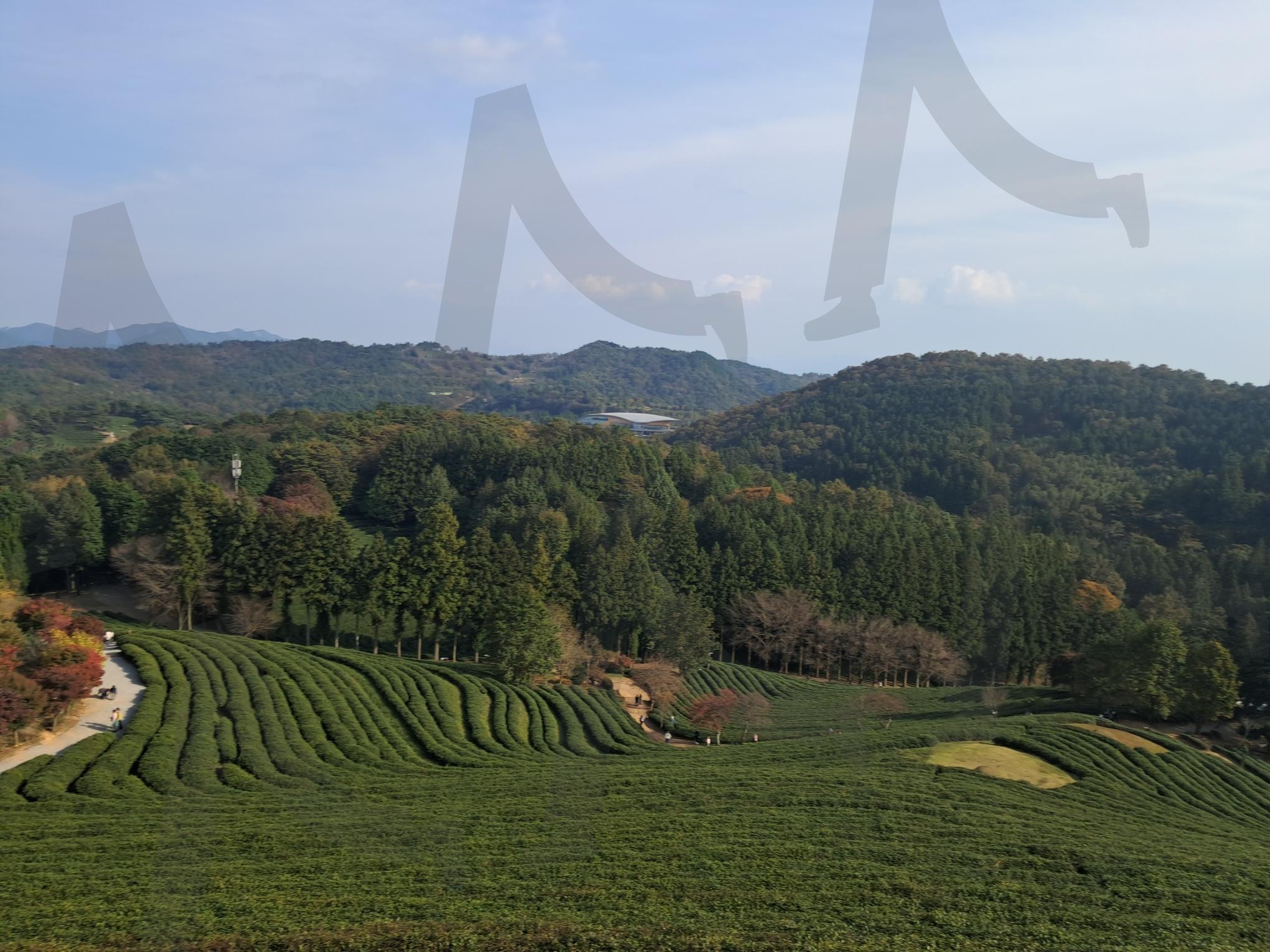 초록 들판과 산 능선이 어우러진 평온한 풍경 | 초록들판, 자연풍경, 녹색녹차, 산등선, 시골풍경 | 스탠바이 STANDBUY 디지털 콘텐츠
