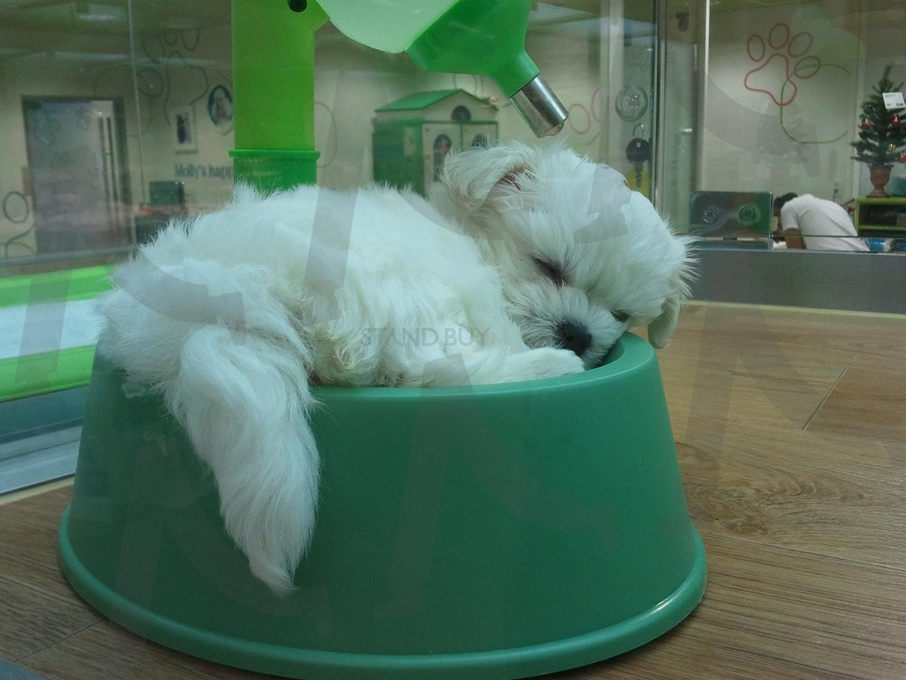 잠자는 강아지 2 | 강아지, 자는 강아지, 애견, 귀여운 강아지, 밥그릇 | 스탠바이 STANDBUY 디지털 콘텐츠