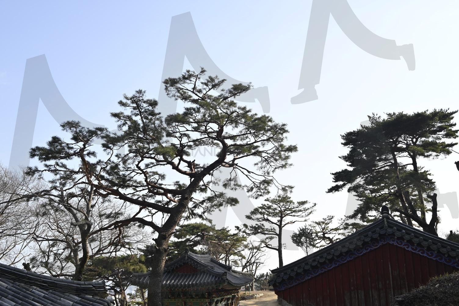 당감동 선암사 소나무 | 겨울, 선암사, 당감동, 소나무, 부산 | 스탠바이 STANDBUY 디지털 콘텐츠