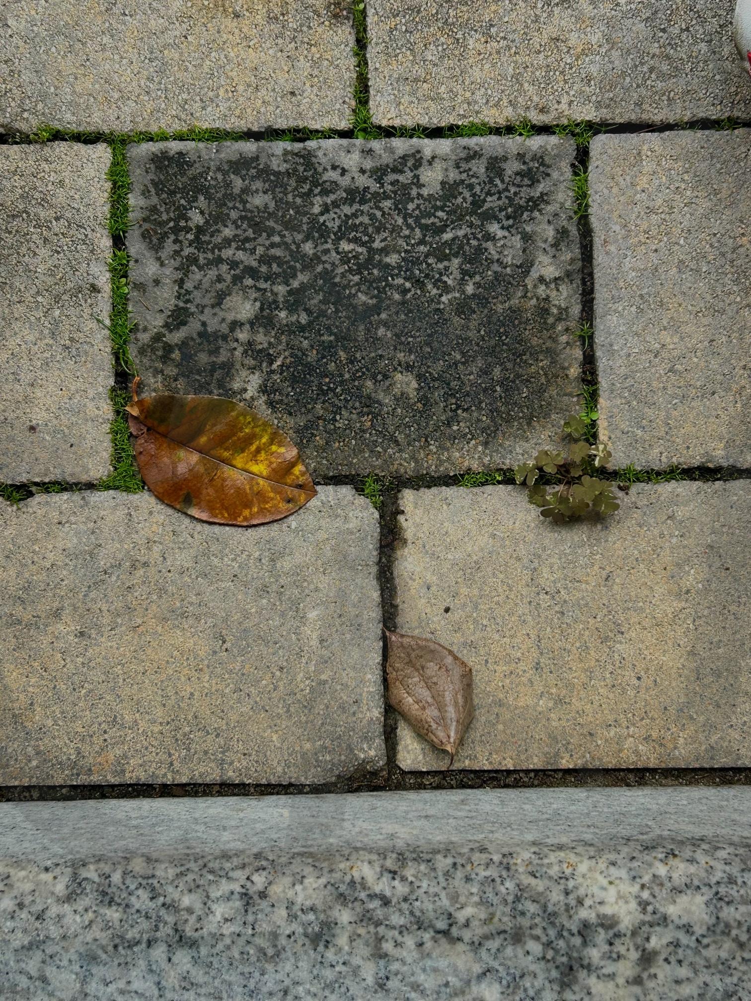 트라이앵글 | 낙엽, 트라이앵글, 납옆이 세개, 세개, 조화 | 스탠바이 STANDBUY 디지털 콘텐츠