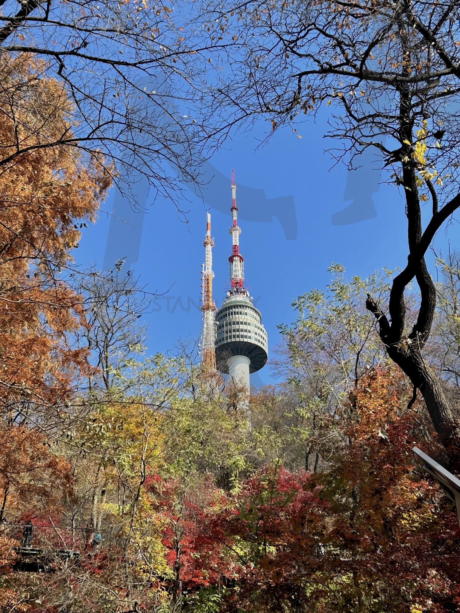 나무들 사이 남산 | 남산, 가을, 낙엽, autumn, 낙엽들 | 스탠바이 STANDBUY 디지털 콘텐츠