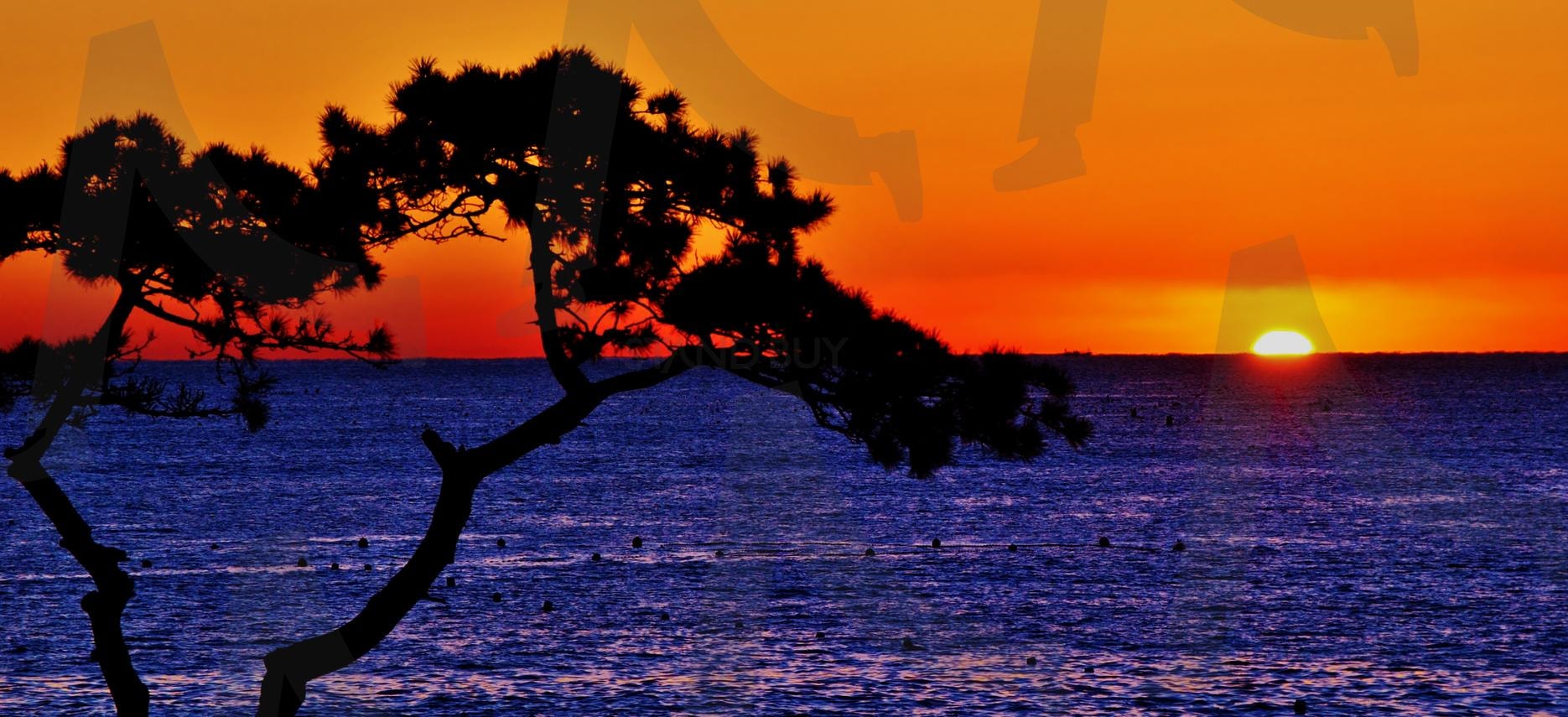 부산 기장 바다 소나무 일출 | 부산, 기장, 바다, 소나무, 일출, 자연, 해, 풍경 | 스탠바이 STANDBUY 디지털 콘텐츠