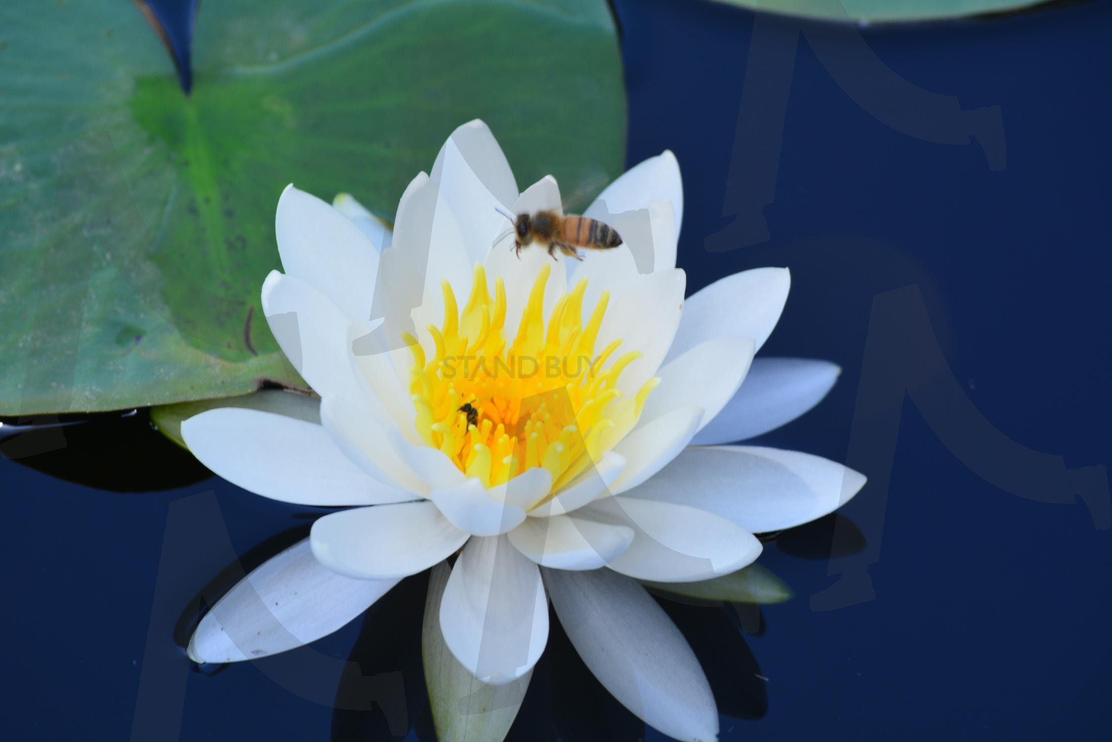 연못 위 수련과 꿀벌 | 수련, 연못, 꿀벌, 흰색, 자연, 풍경, 곤충, 사진 | 스탠바이 STANDBUY 디지털 콘텐츠