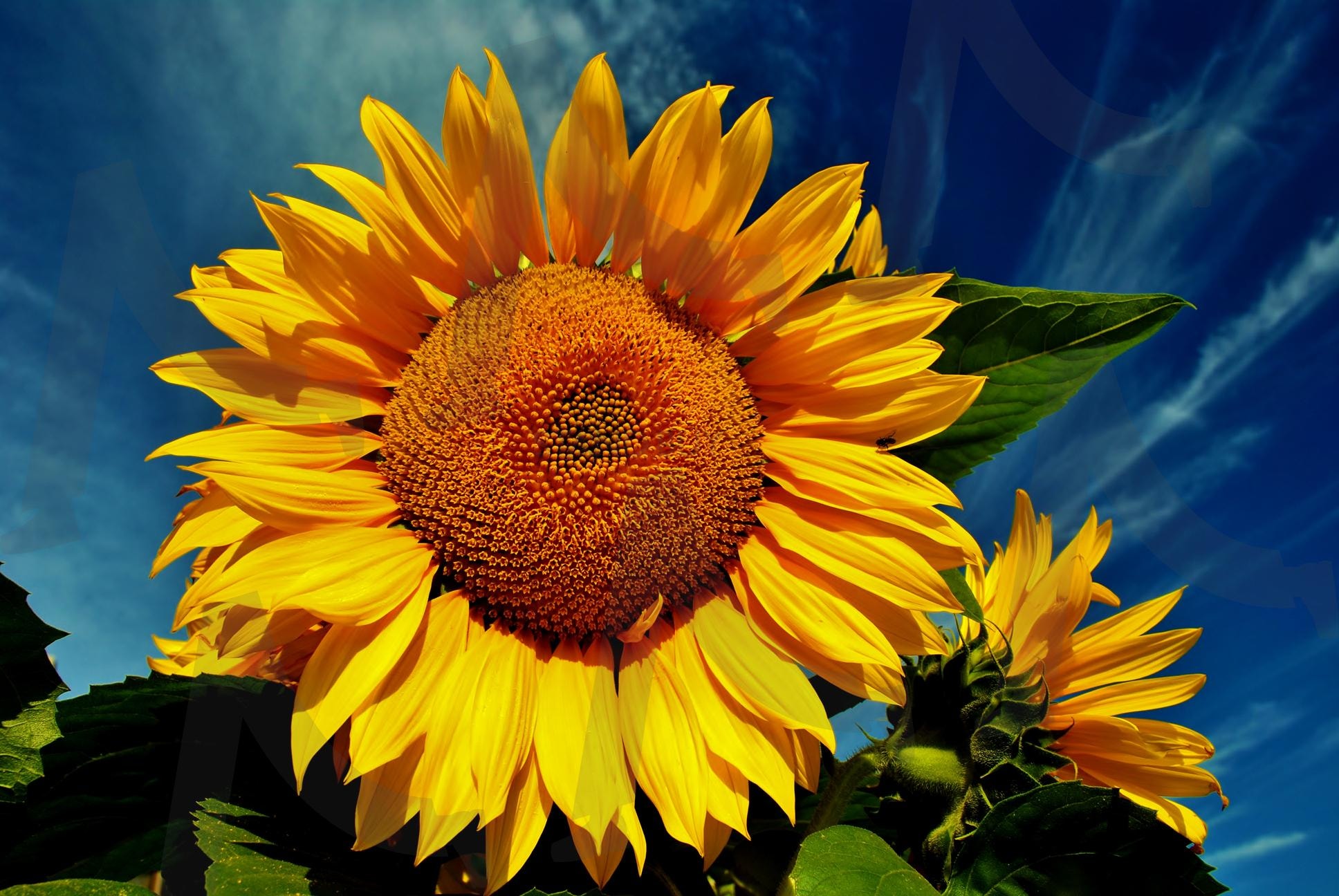 해바라기 | 노랑색, 해바라기, 하늘, 여름, 자연, 풍경, 사진, 부자, 복, 행운 | 스탠바이 STANDBUY 디지털 콘텐츠