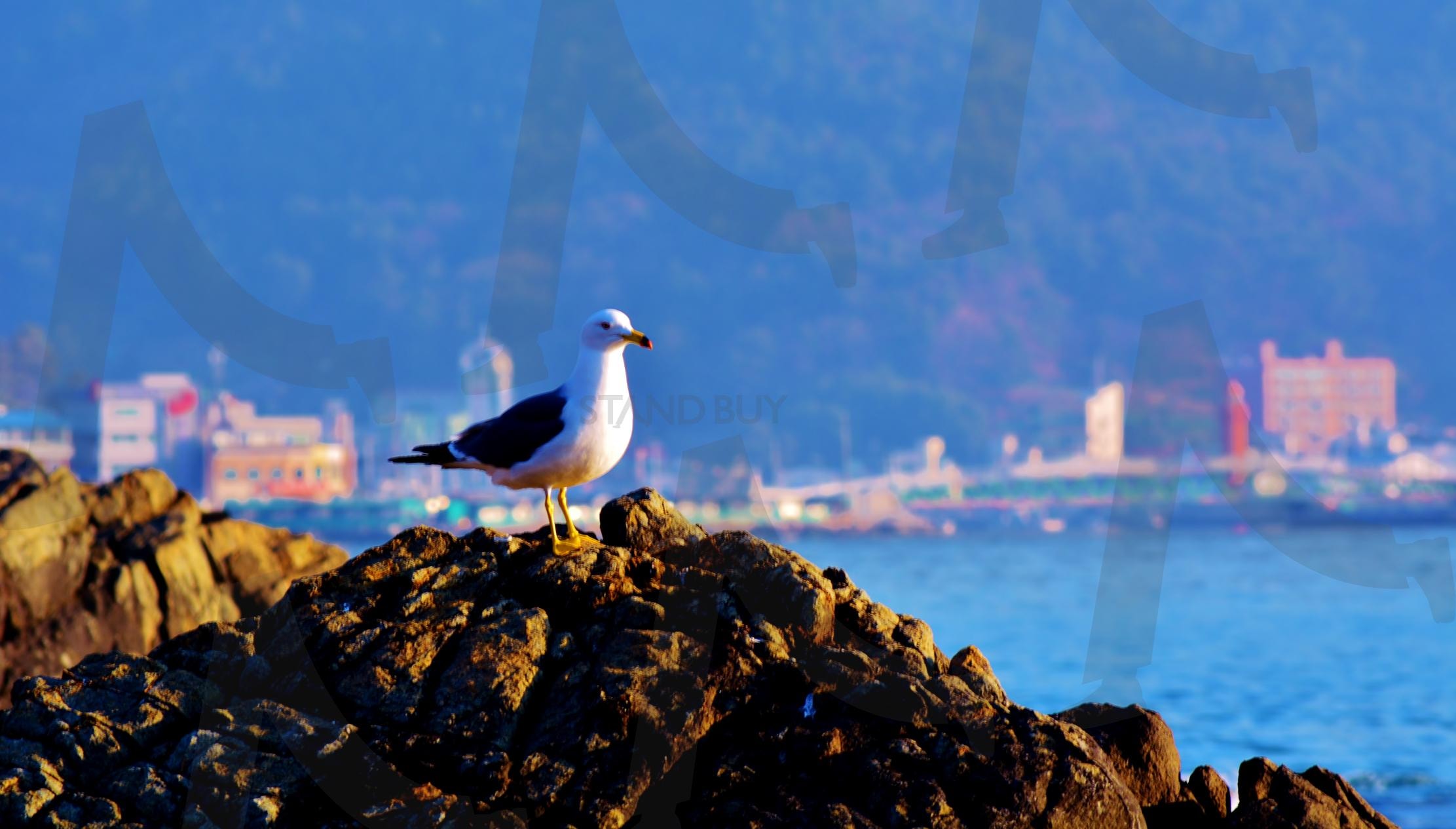 고독한 갈매기의 휴식 | 갈매기, 부산, 바다, 바위, 자연, 새, 동물, 풍경, 배경 | 스탠바이 STANDBUY 디지털 콘텐츠