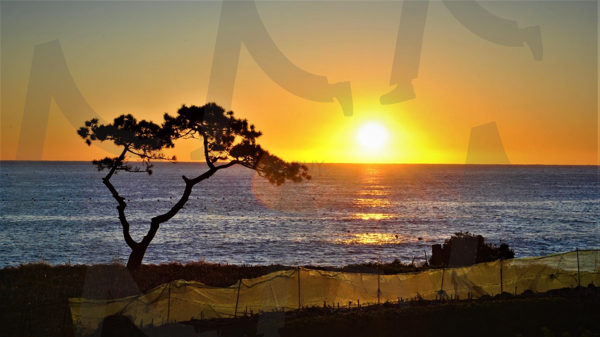 부산 기장 일출 | 부산, 기장, 바다, 일출, 소나무, 풍경, 자연, 사진 | 스탠바이 STANDBUY 디지털 콘텐츠